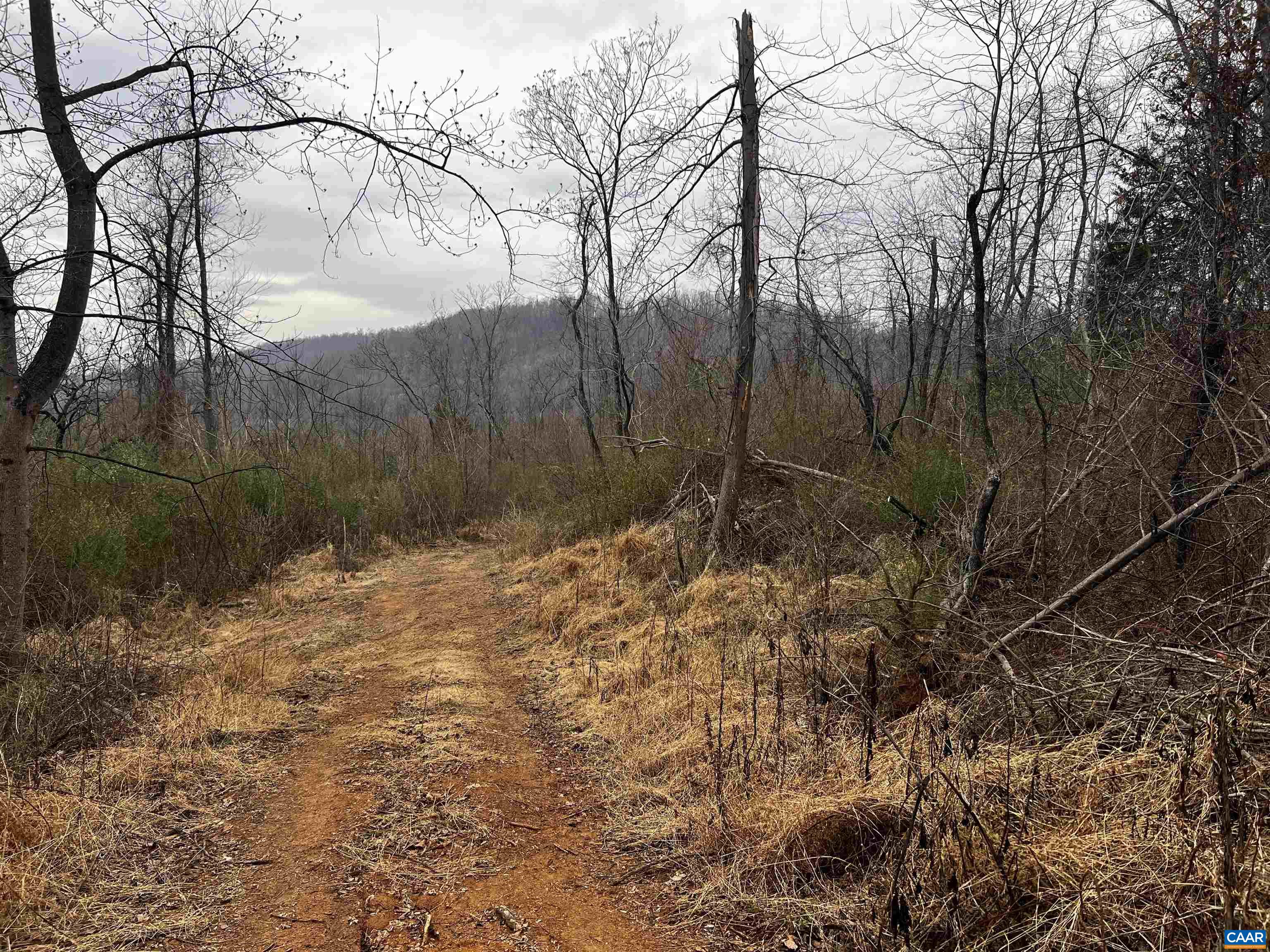31 Orchard Road Lovingston, VA 22949 - Photo 7 of 17 a backyard of a house with lots of green space