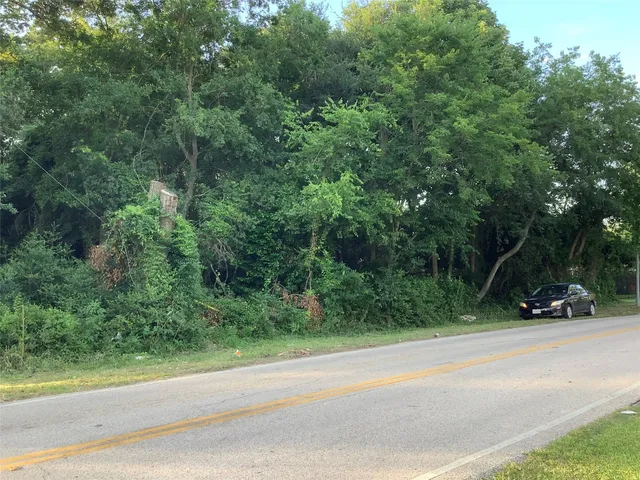 a view of a forest with a tree