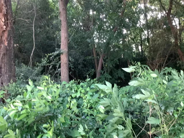 a view of a garden with plants