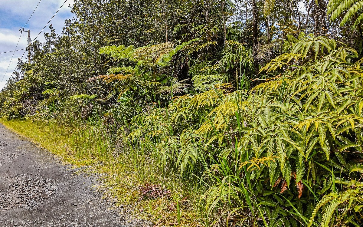 8702 Hoolehua Road Volcano, HI 96778 - Photo 3 of 5 a view of a big yard with plants and large trees