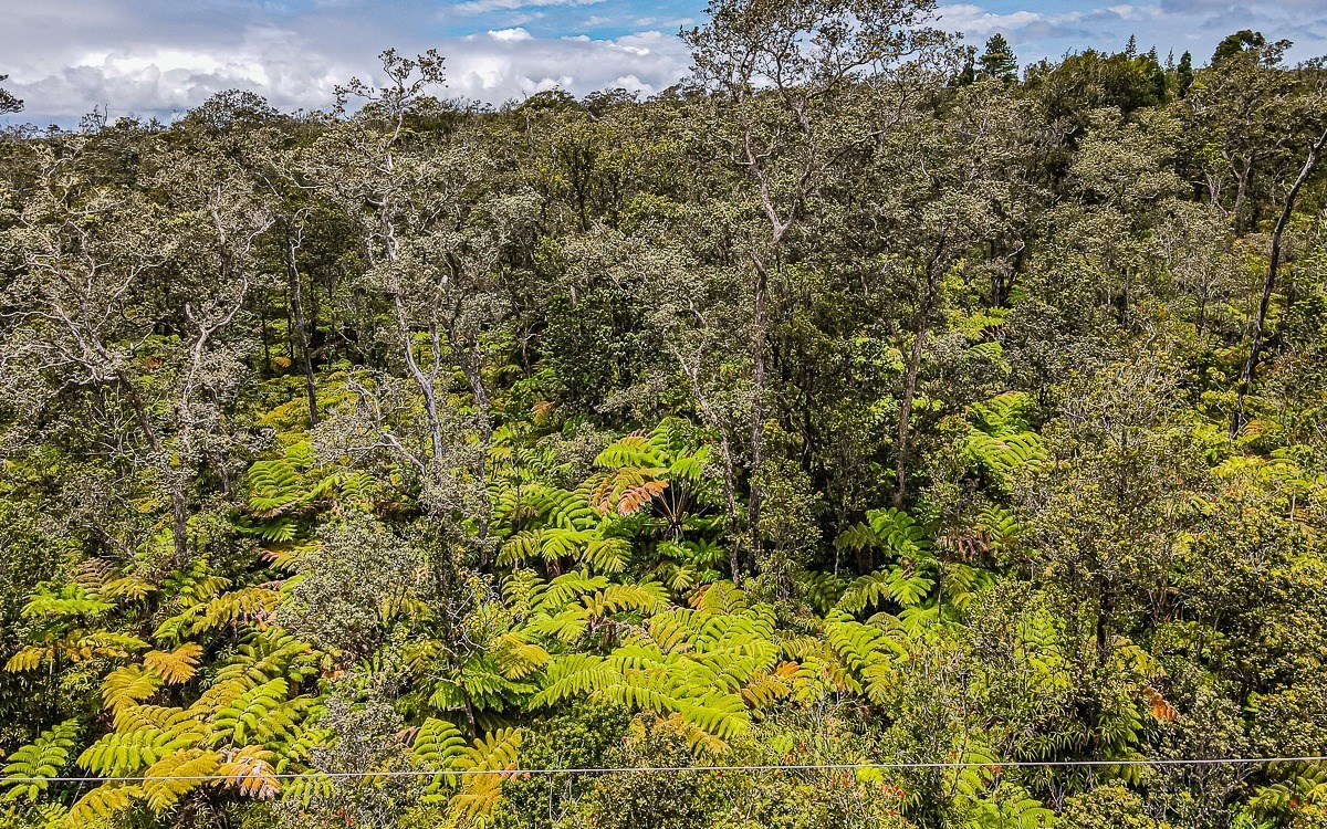 8702 Hoolehua Road Volcano, HI 96778 - Photo 5 of 5 a view of a bunch of trees