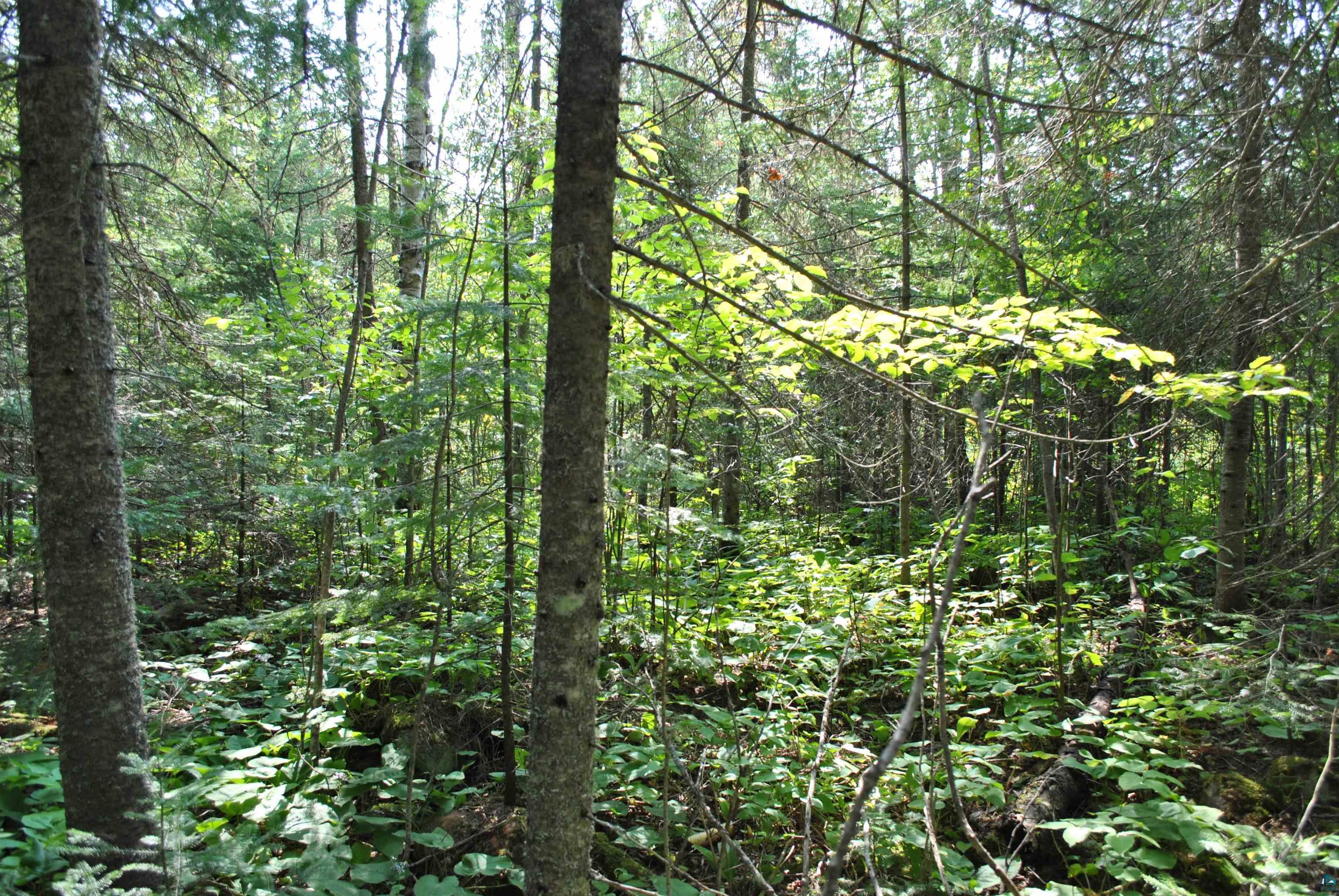 11 Romans Road Grand Marais, MN 55604 - Photo 11 of 18 Gallery Image 11