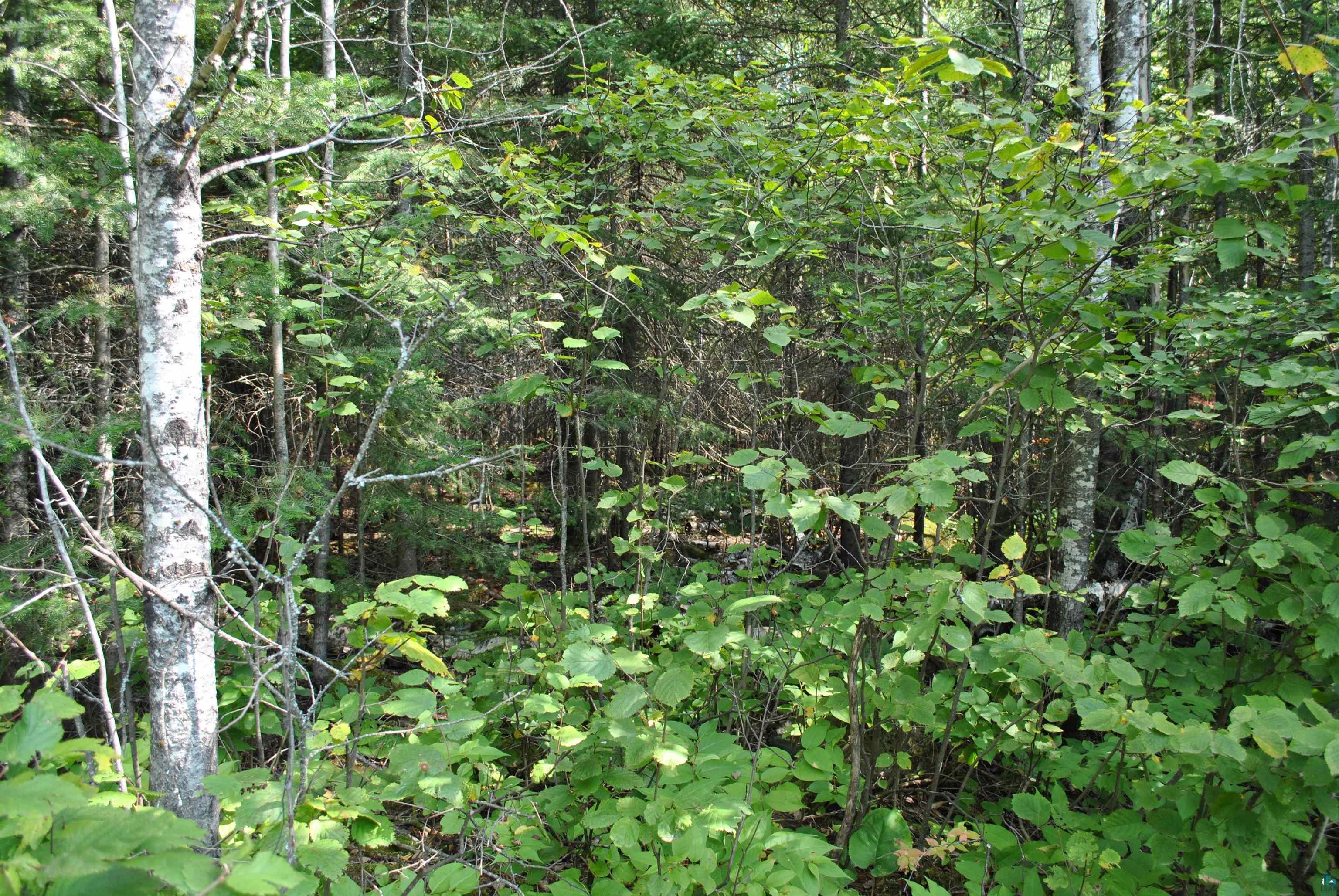 11 Romans Road Grand Marais, MN 55604 - Photo 5 of 18 Gallery Image 5