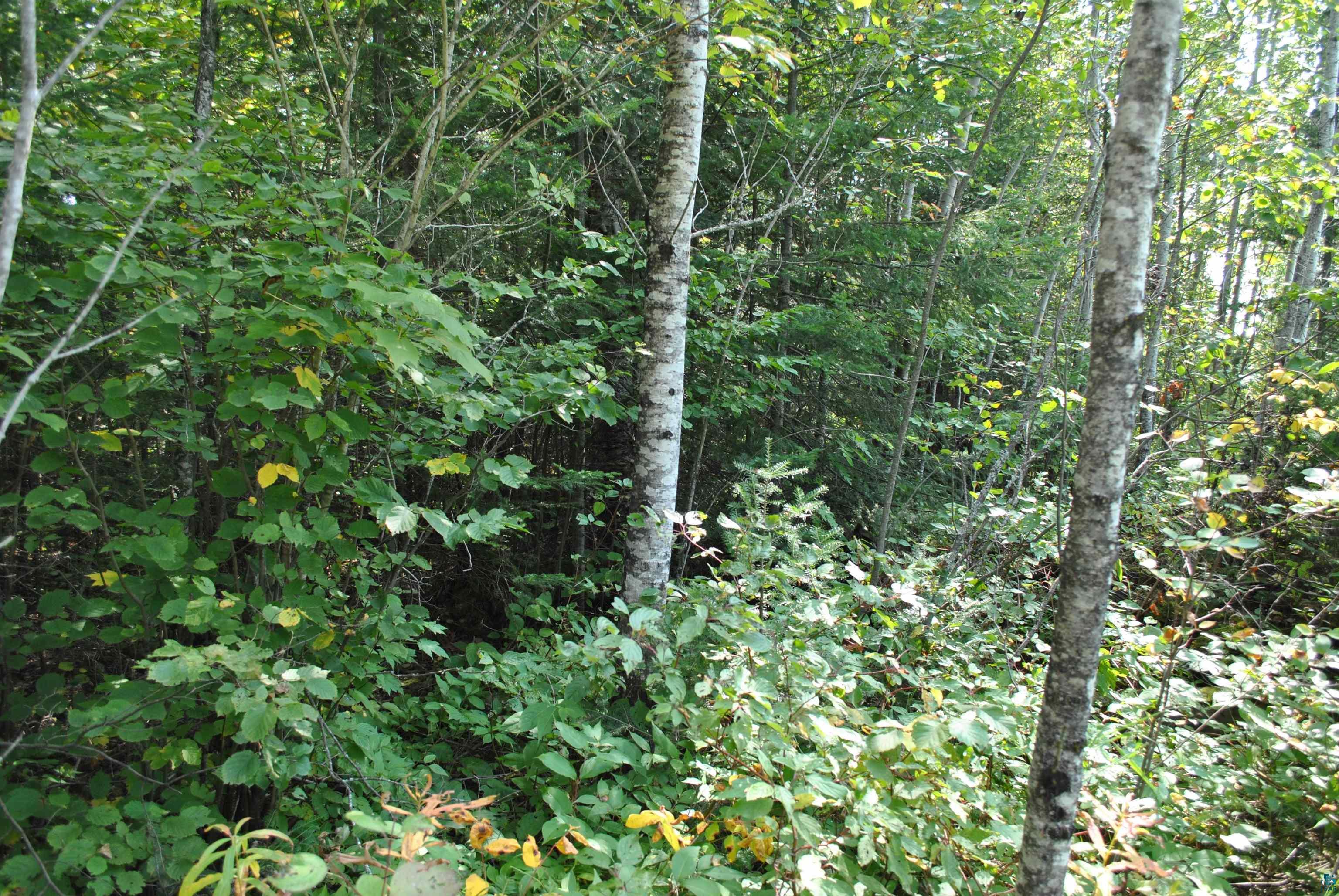 11 Romans Road Grand Marais, MN 55604 - Photo 6 of 18 Gallery Image 6