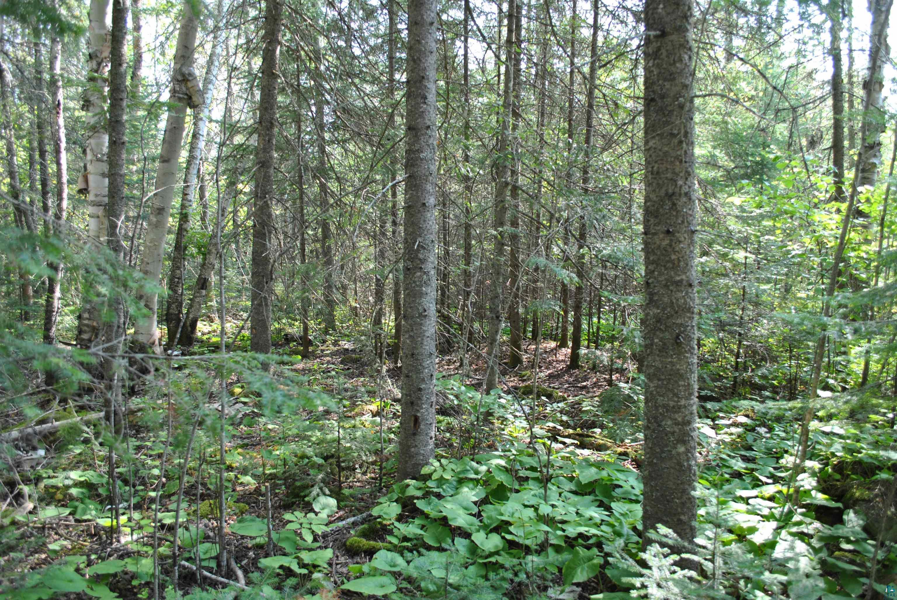 11 Romans Road Grand Marais, MN 55604 - Photo 10 of 18 Gallery Image 10