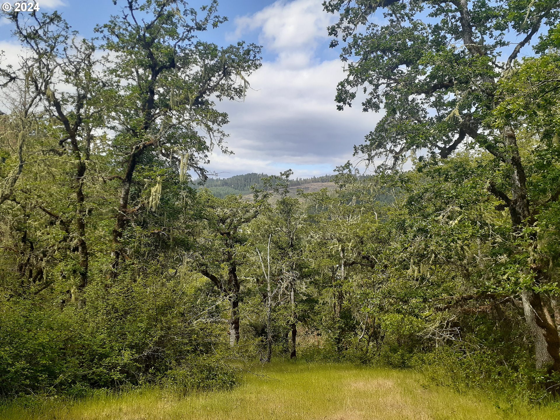 0 Willis Creek Road Winston, OR 97496 - Photo 11 of 13 Buildable Area