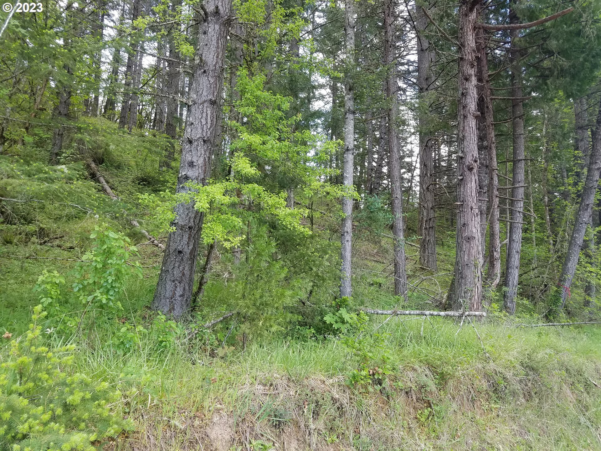 0 Willis Creek Road Winston, OR 97496 - Photo 5 of 13