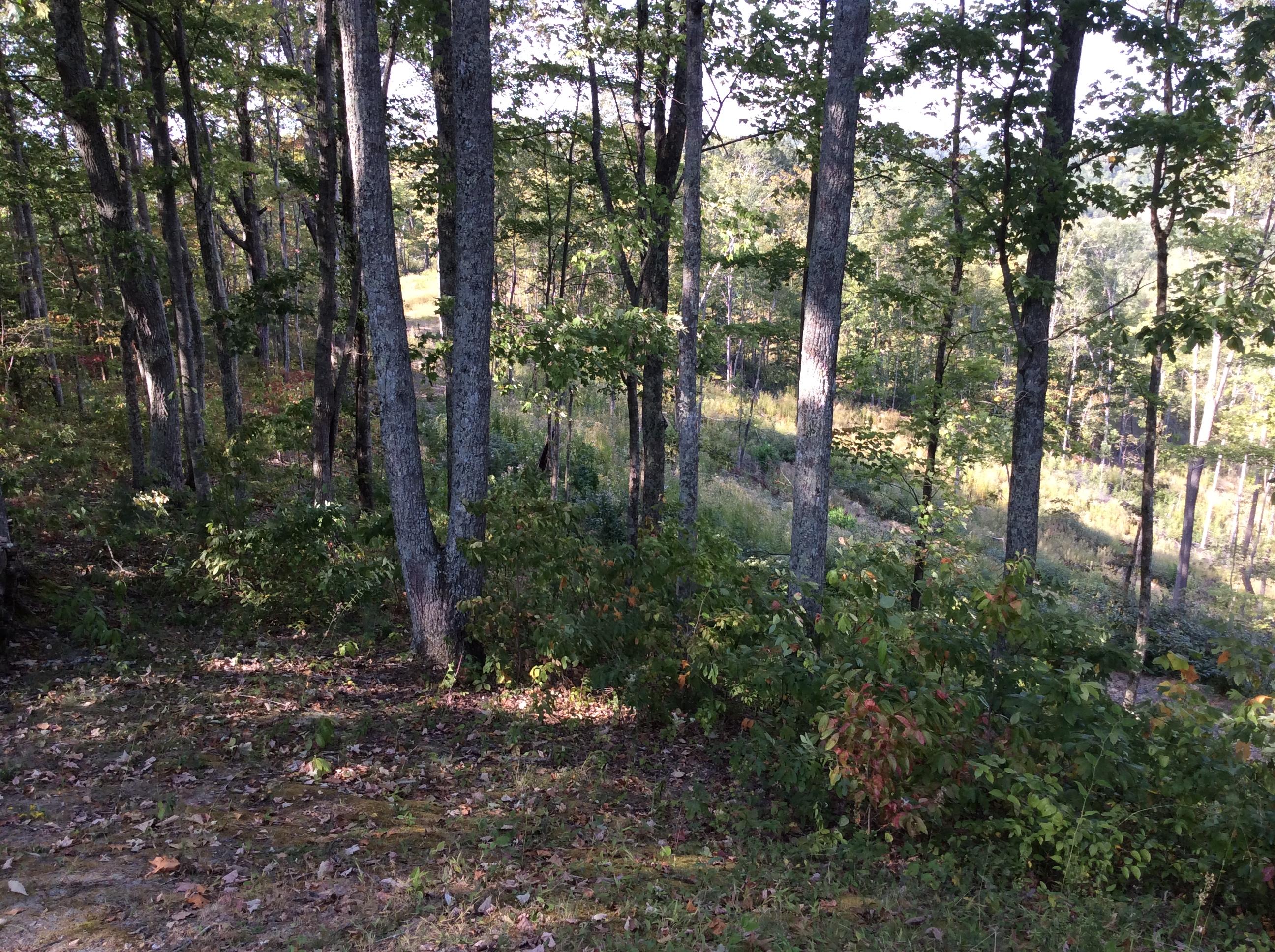 2588 Litton Road Oneida, TN 37841 - Photo 22 of 26 IMG_5163