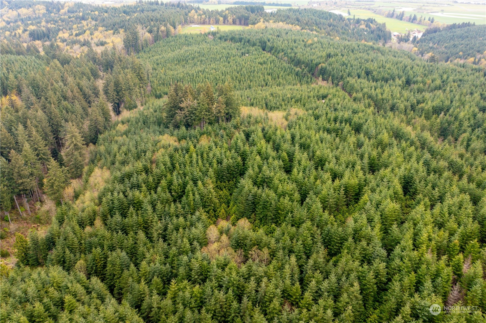 34-xx Graf Road Centralia, WA 98531 - Photo 12 of 14 a view of a lush green forest with beach and green space