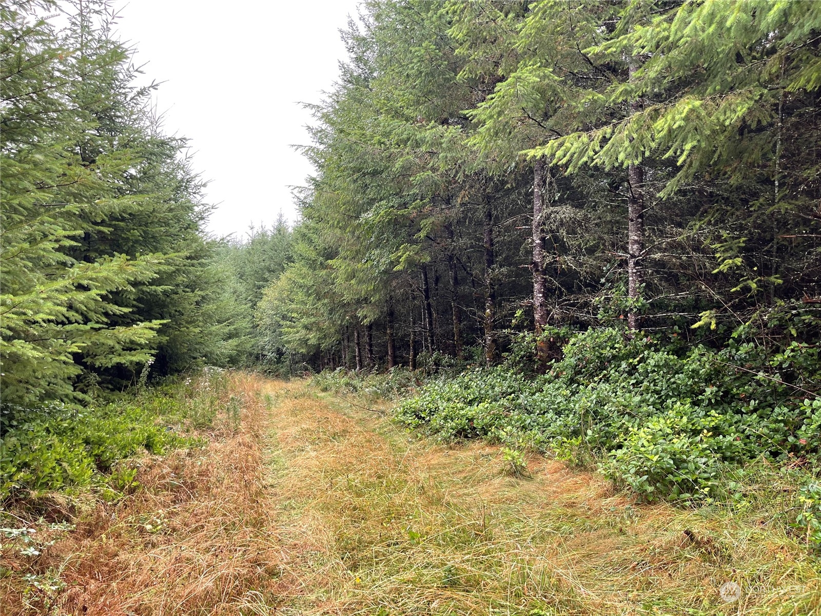 34-xx Graf Road Centralia, WA 98531 - Photo 2 of 14 a backyard of a house with a yard and outdoor seating