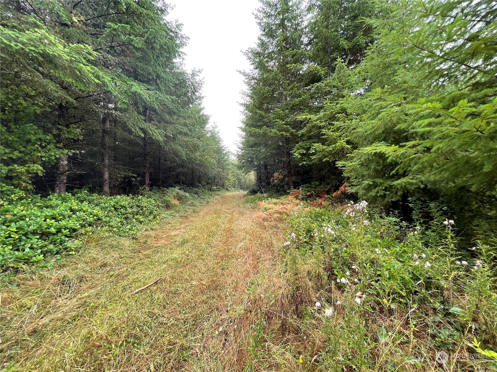 34-xx Graf Road Centralia, WA 98531 - Photo 3 of 14 a view of a garden