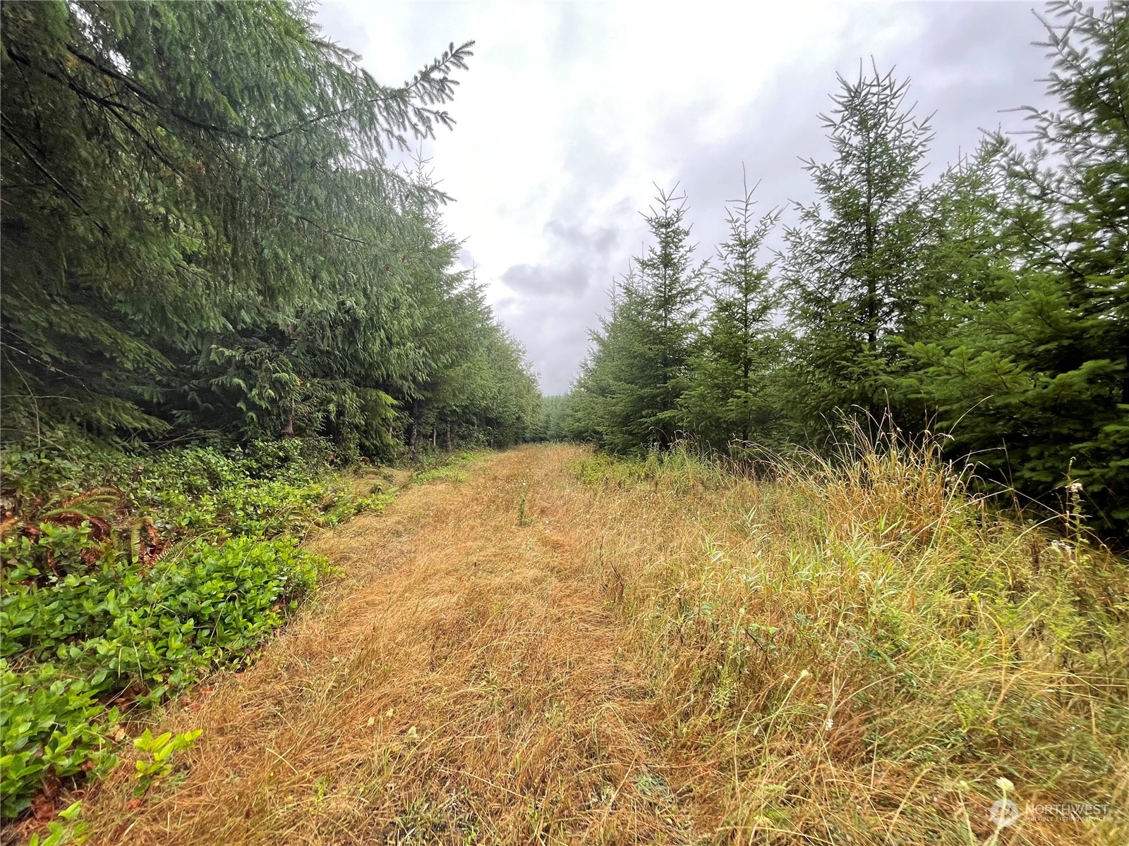 34-xx Graf Road Centralia, WA 98531 - Photo 4 of 14 a view of a yard with plants and large trees