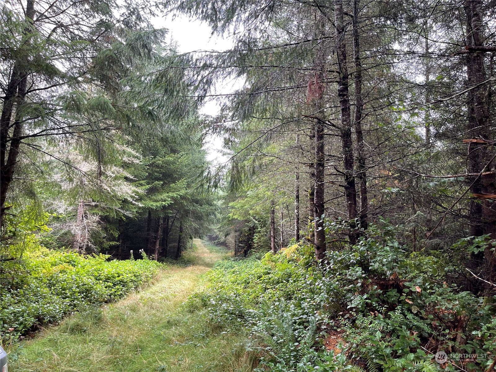 34-xx Graf Road Centralia, WA 98531 - Photo 7 of 14 a backyard of a house with lots of green space
