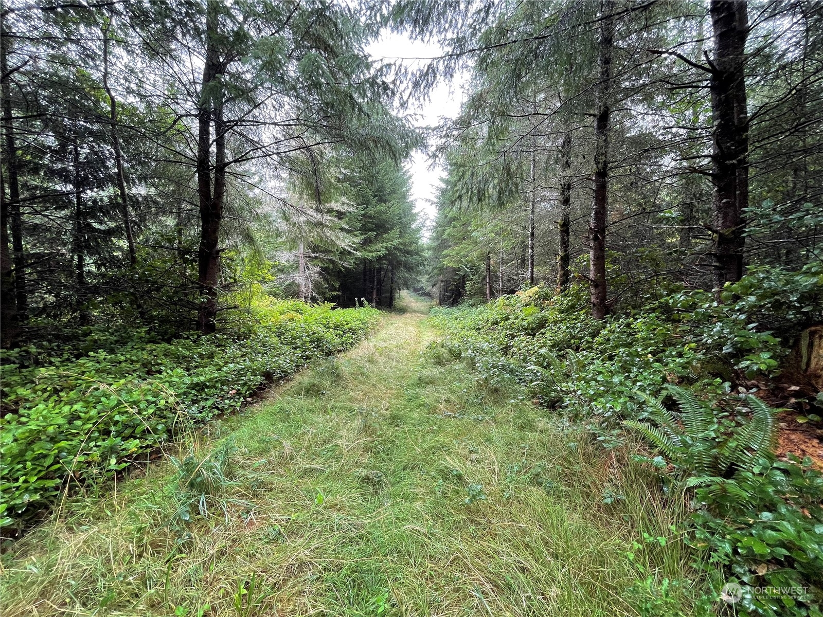 34-xx Graf Road Centralia, WA 98531 - Photo 8 of 14 a view of a forest with trees in the background