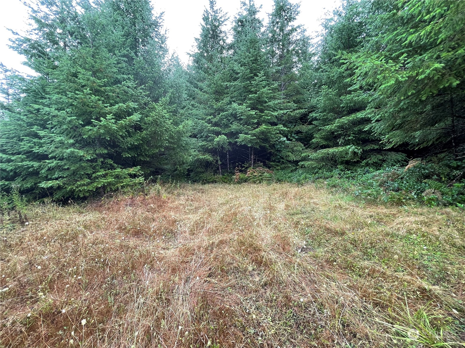 34-xx Graf Road Centralia, WA 98531 - Photo 9 of 14 a view of outdoor space and yard