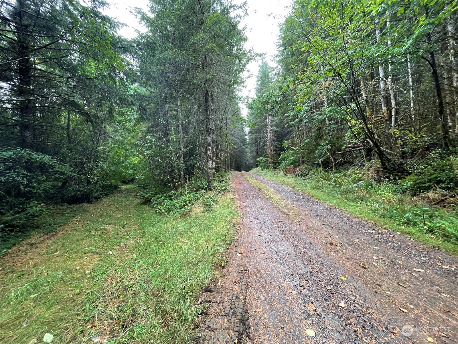34-xx Graf Road Centralia, WA 98531 - Photo 10 of 14 a big yard with lots of green space and deers