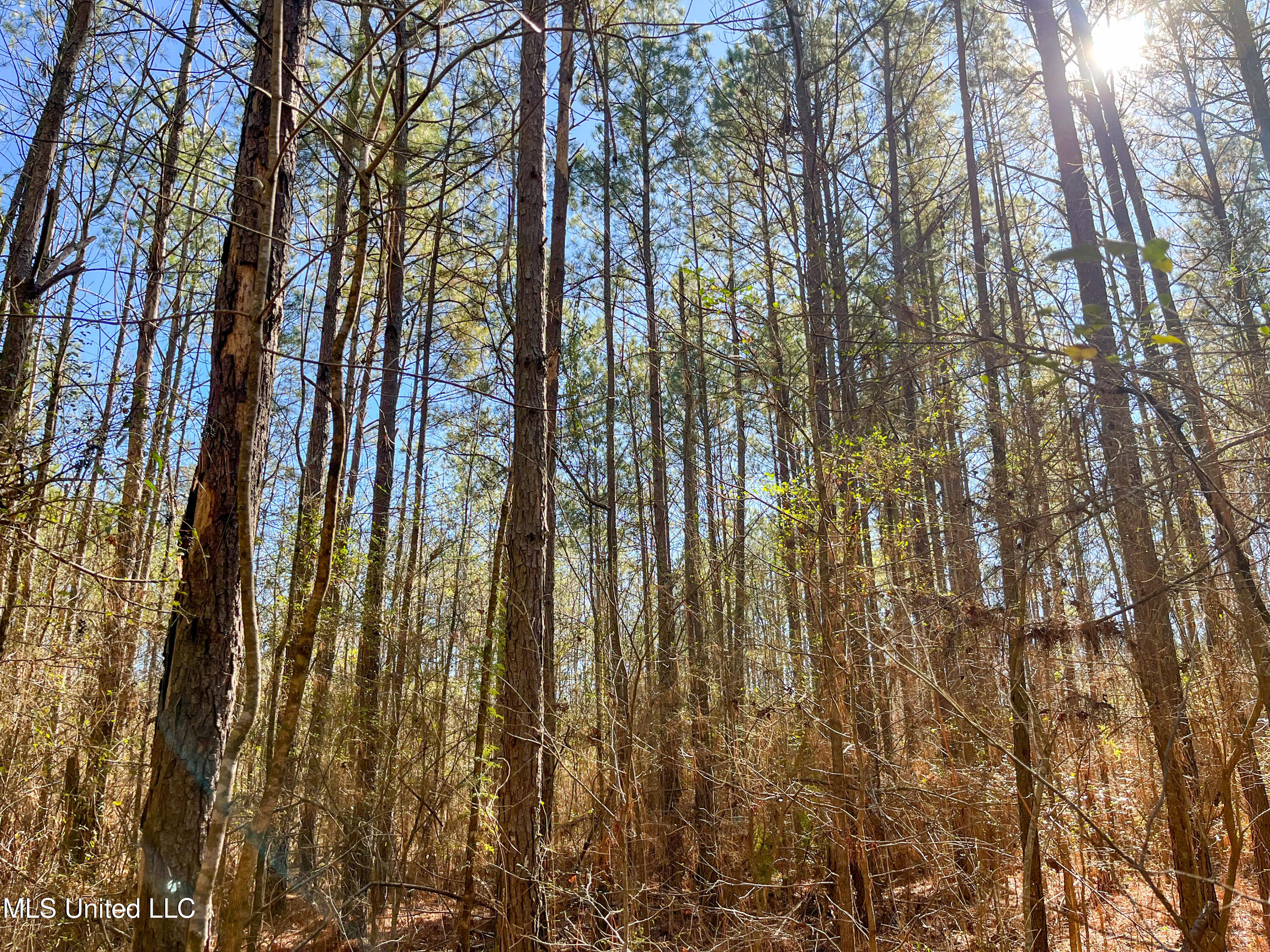 13 Highway 13 Morton, MS 39117 - Photo 12 of 28 IMG_2063