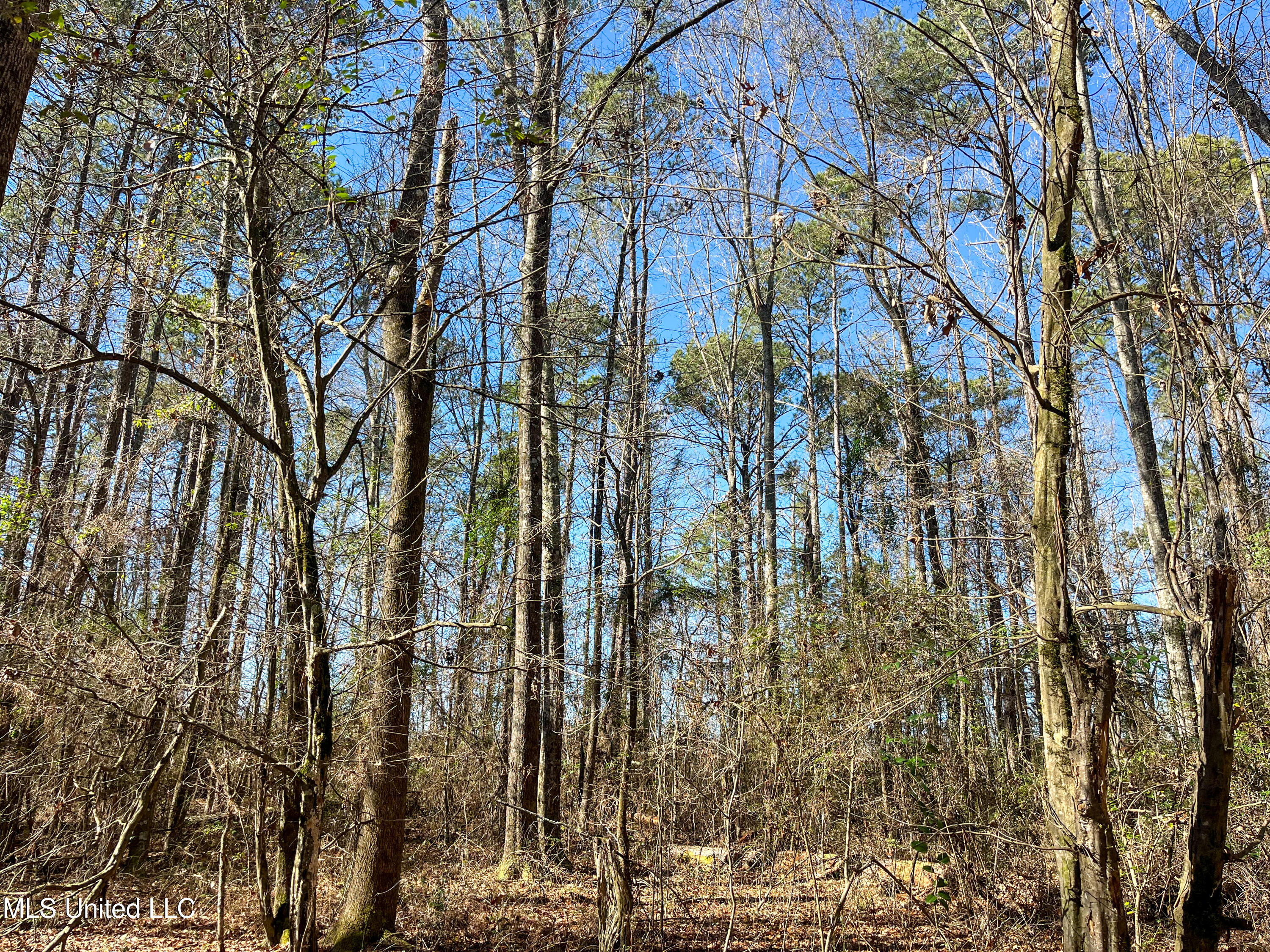 13 Highway 13 Morton, MS 39117 - Photo 13 of 28 IMG_2068