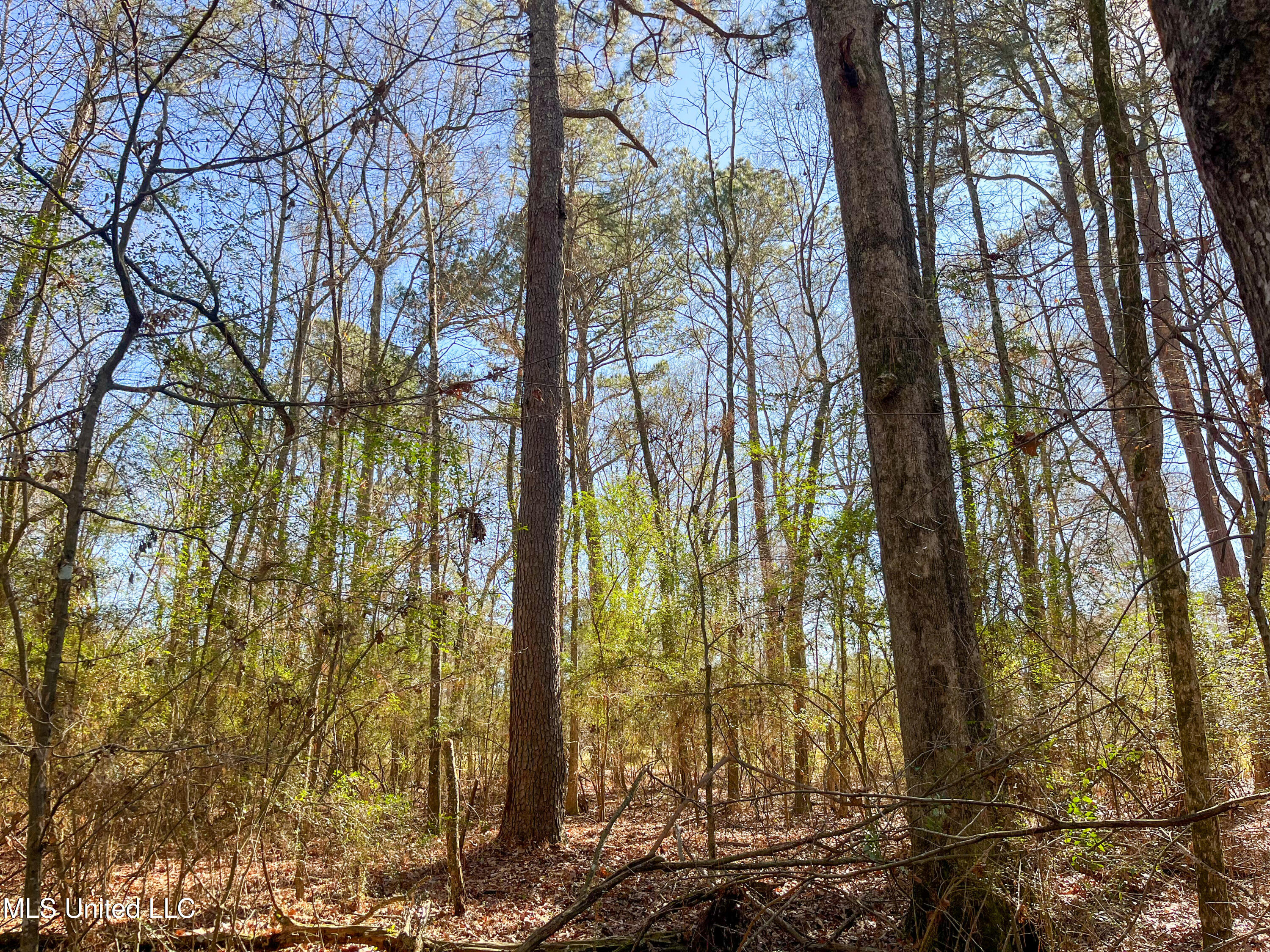 13 Highway 13 Morton, MS 39117 - Photo 15 of 28 IMG_2067