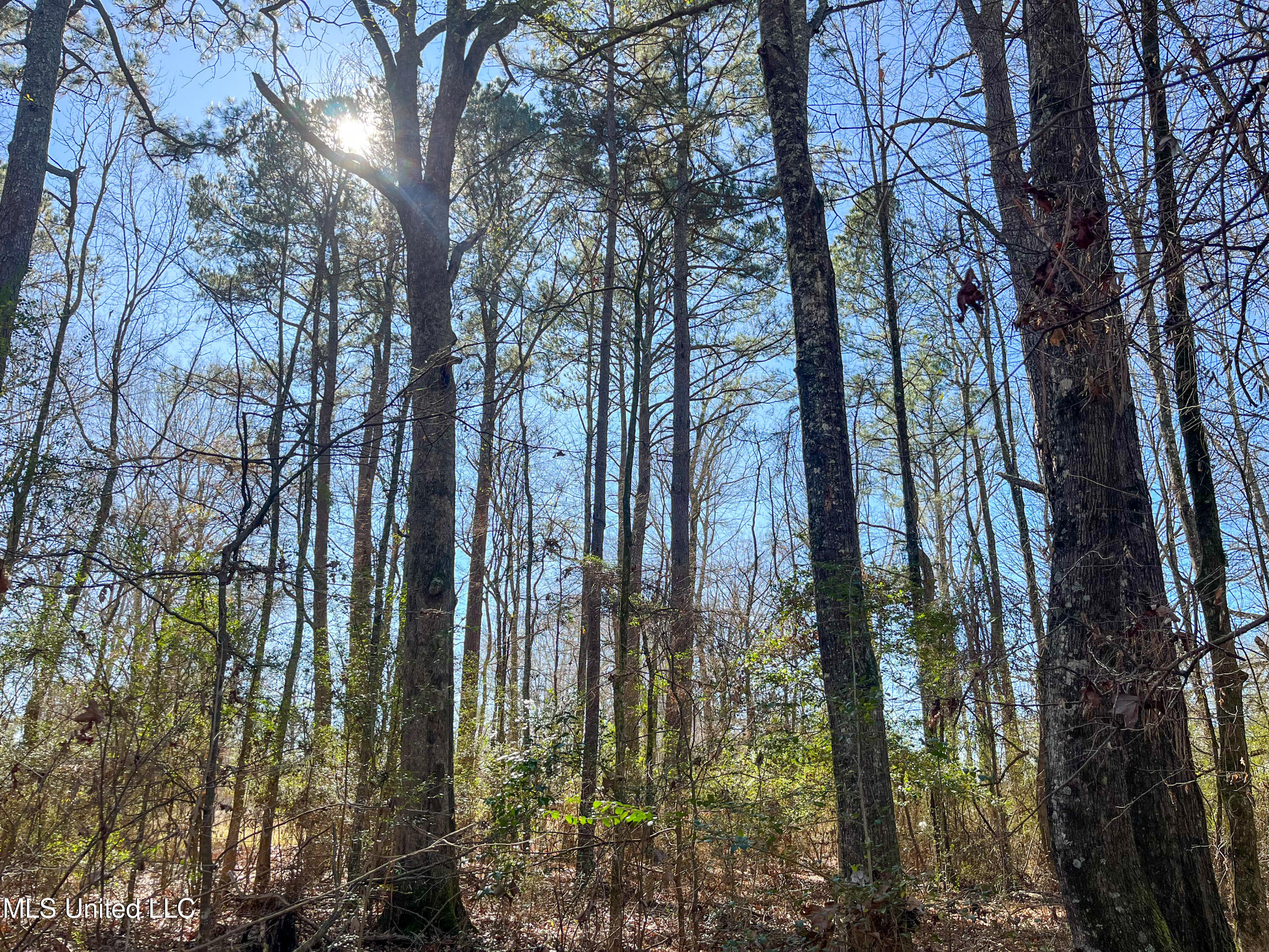 13 Highway 13 Morton, MS 39117 - Photo 19 of 28 IMG_2066