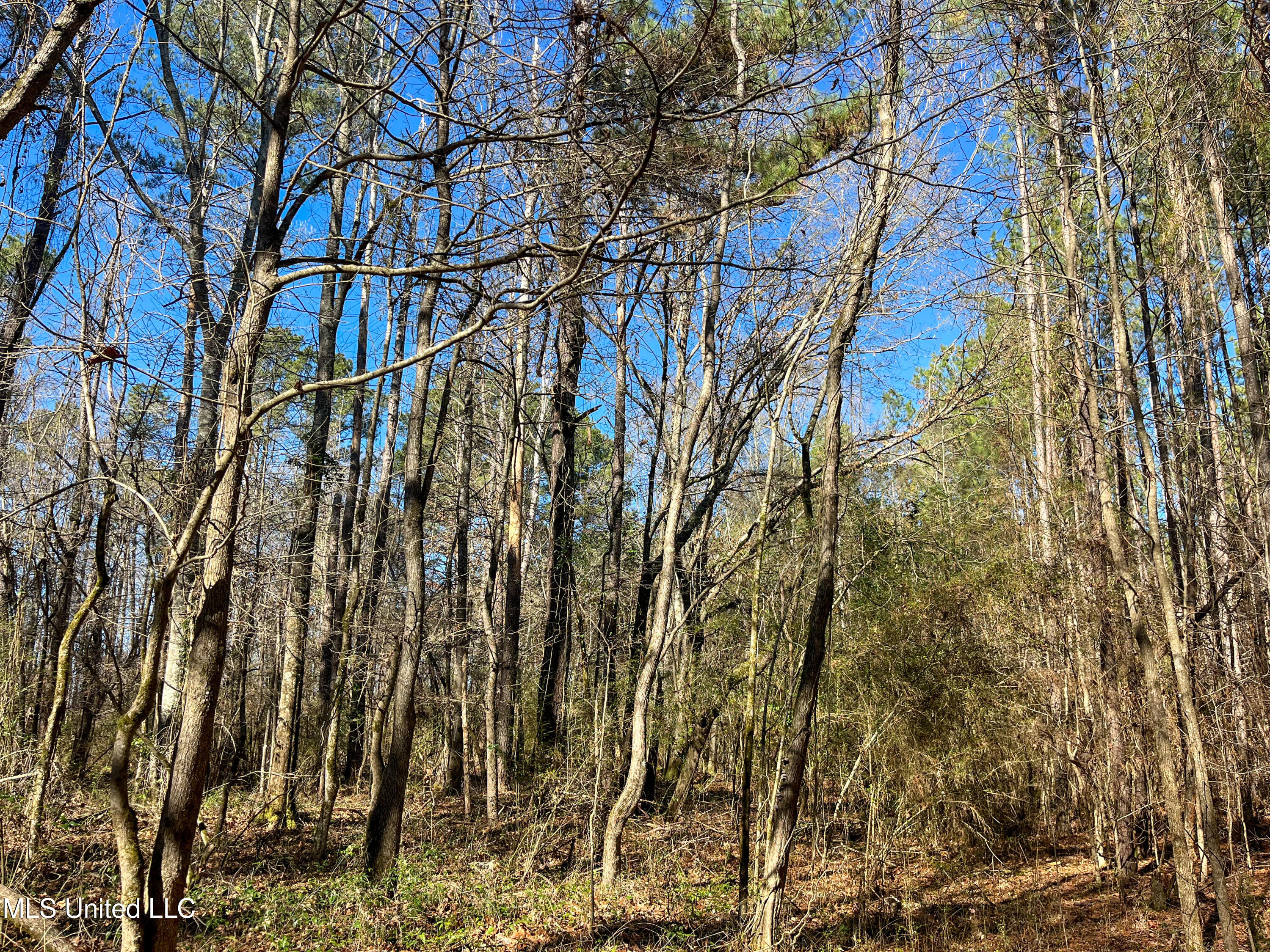 13 Highway 13 Morton, MS 39117 - Photo 20 of 28 IMG_2065