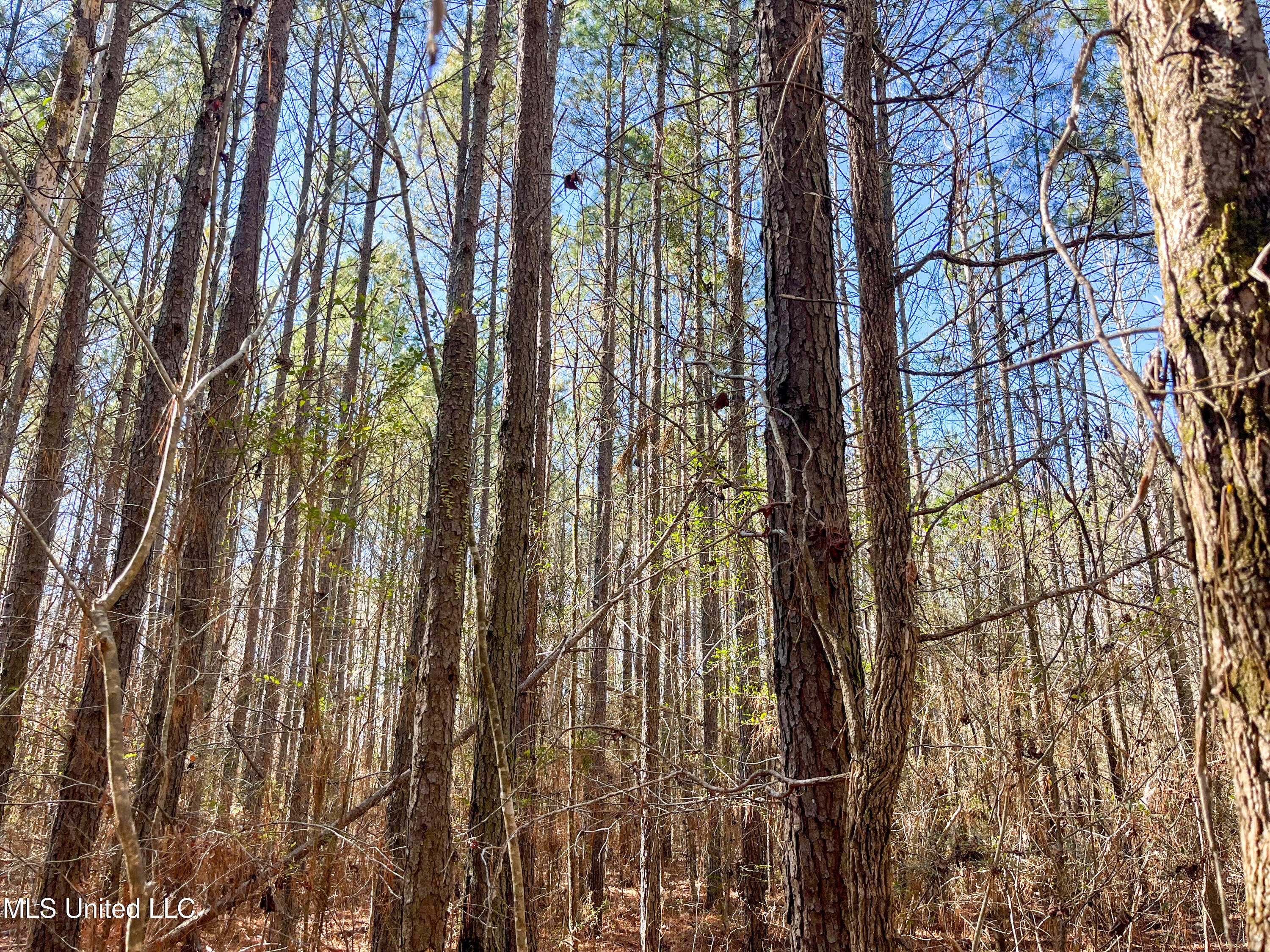 13 Highway 13 Morton, MS 39117 - Photo 21 of 28 IMG_2064