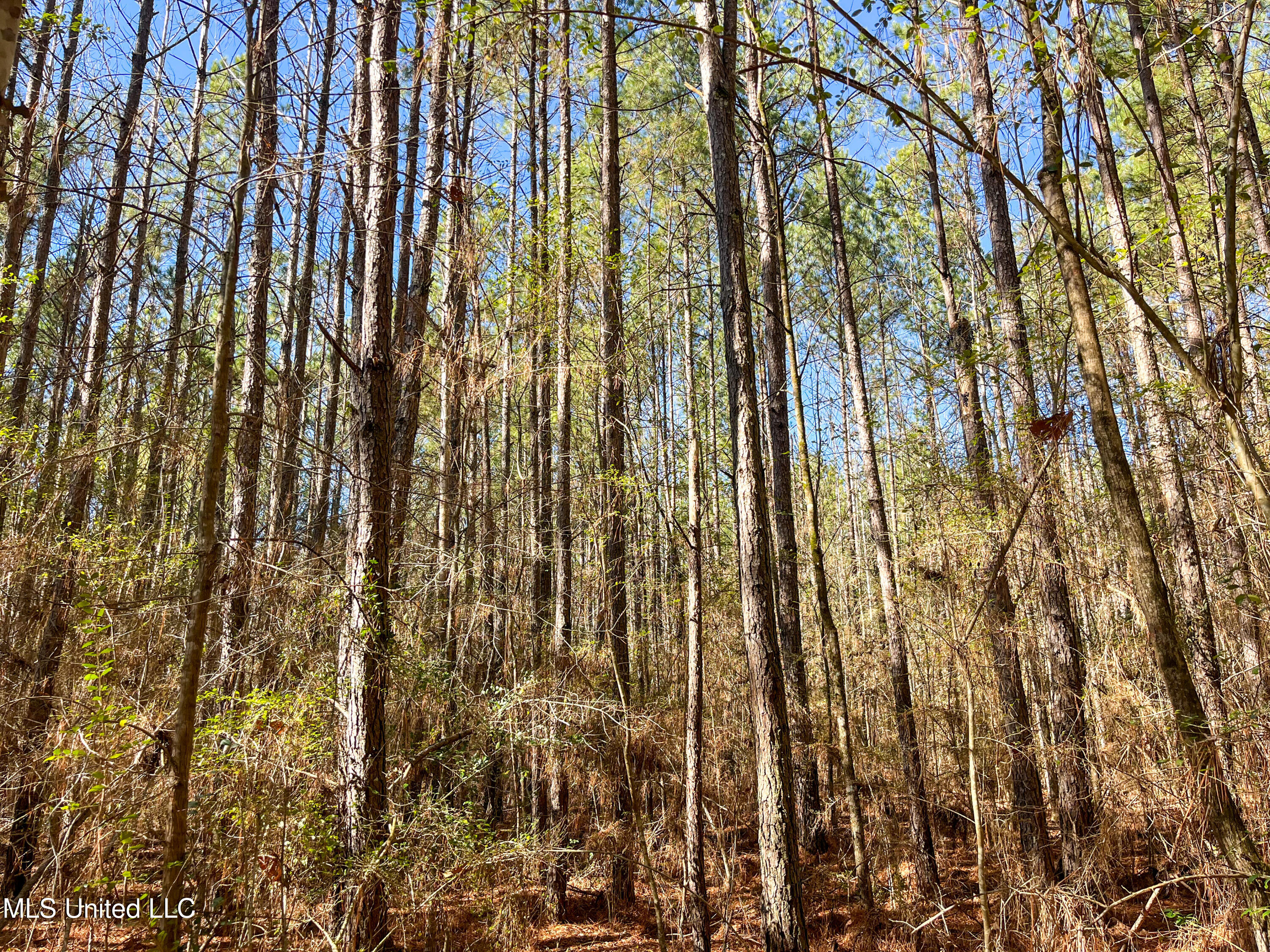 13 Highway 13 Morton, MS 39117 - Photo 22 of 28 IMG_2062