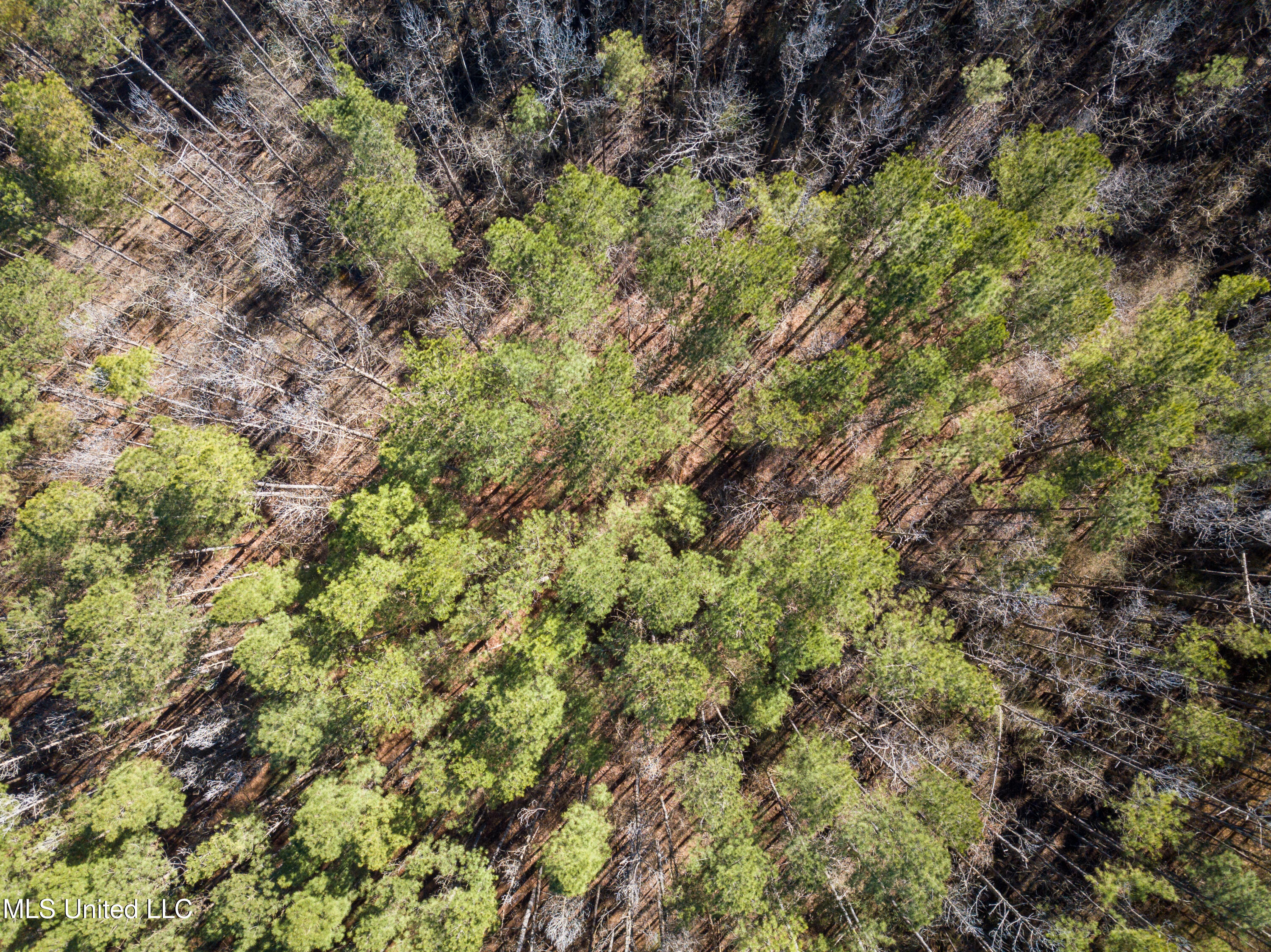 13 Highway 13 Morton, MS 39117 - Photo 7 of 28 DJI_0733