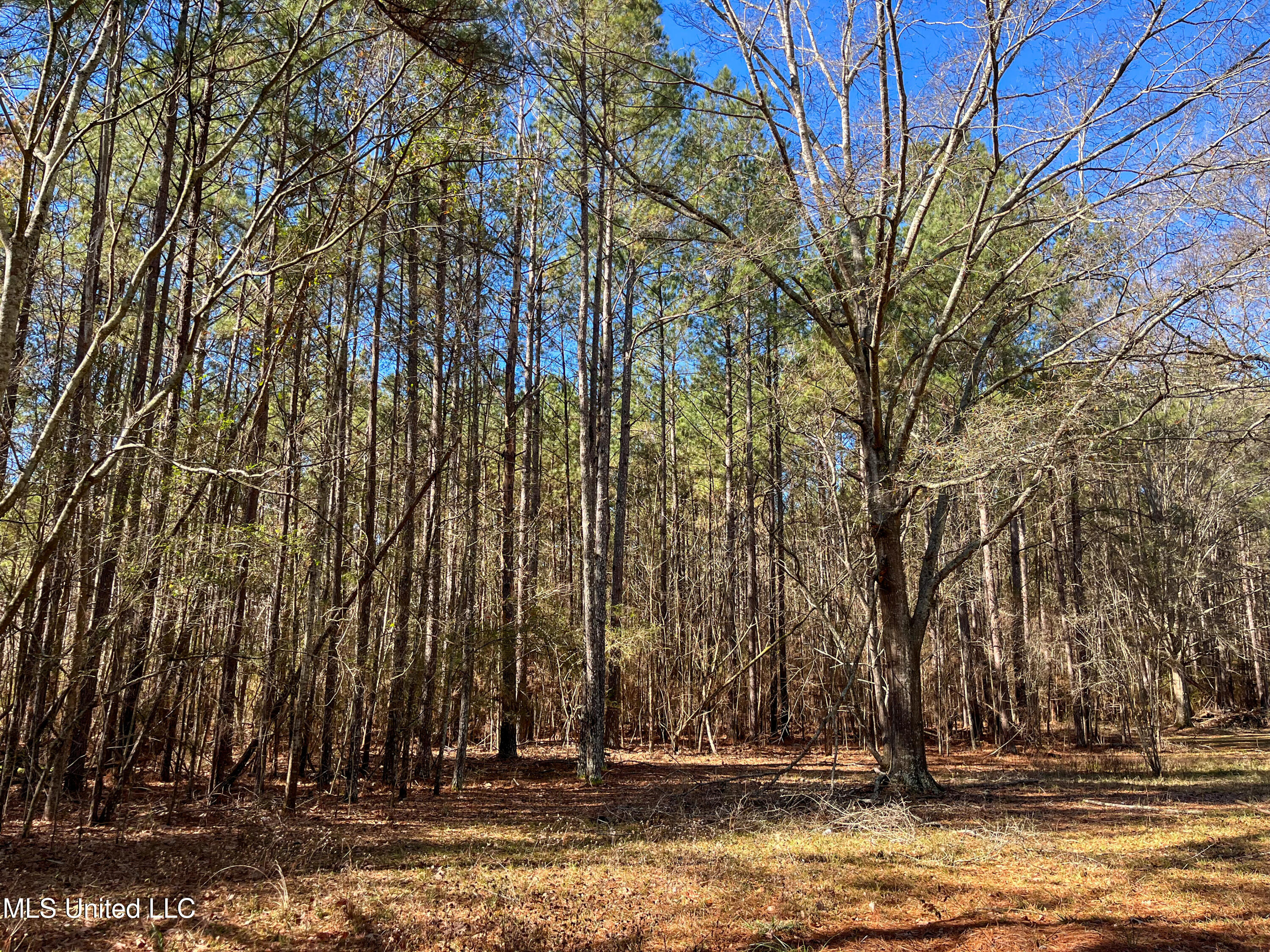 13 Highway 13 Morton, MS 39117 - Photo 9 of 28 IMG_2071