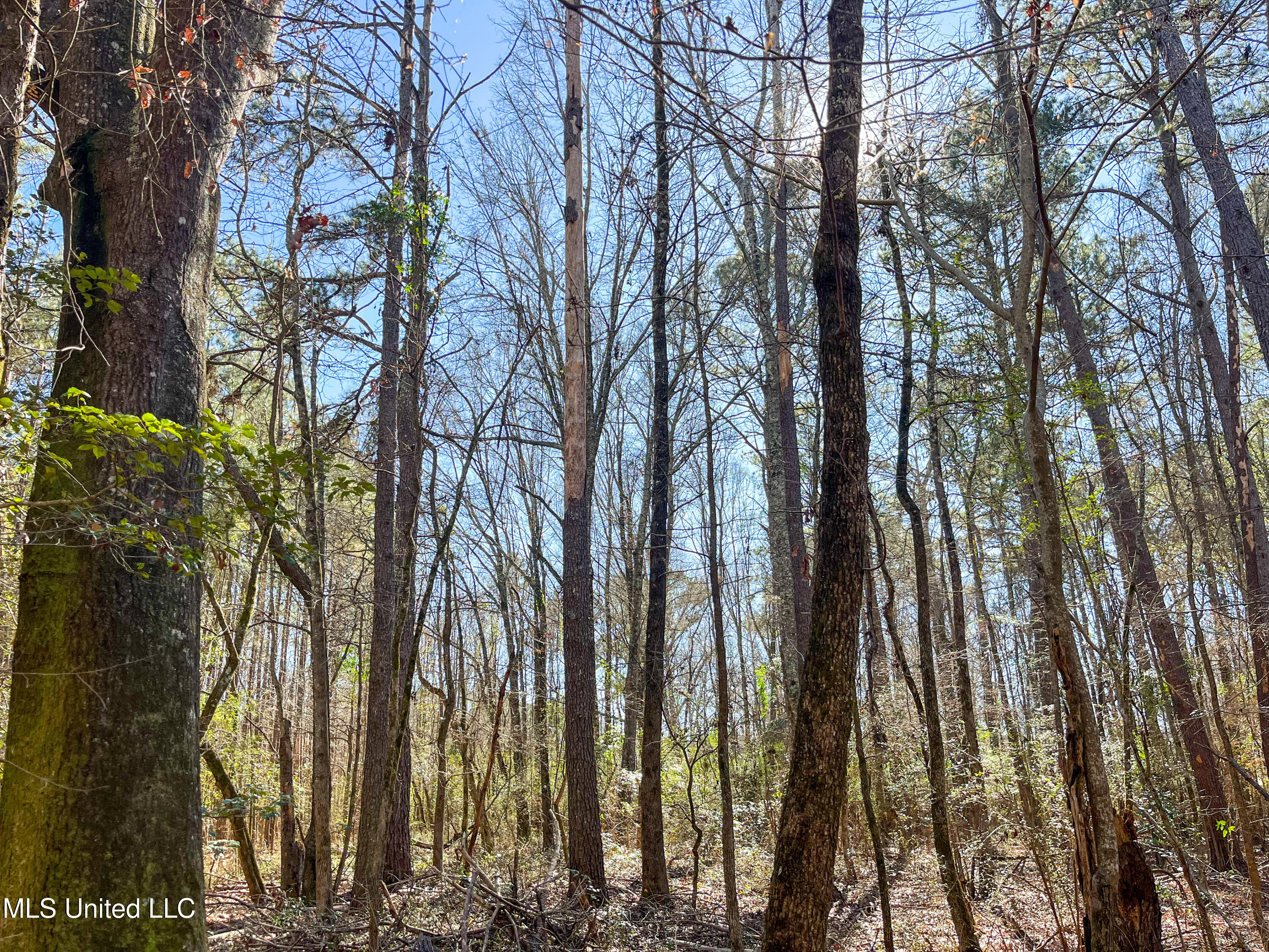 13 Highway 13 Morton, MS 39117 - Photo 10 of 28 IMG_2070