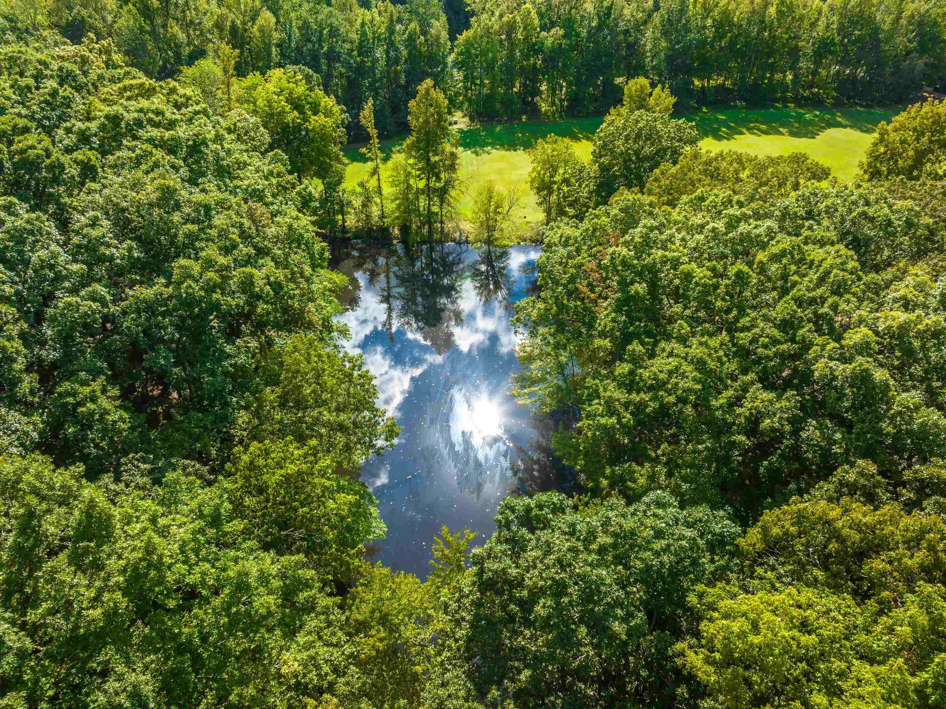 159 Lynn Road Eads, TN 38028 - Photo 40 of 40 Bird's eye view of the pond! 23.89 Acre's wouldn't be complete without a fishing hole!