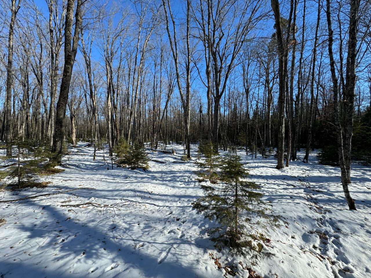 Lot 5 Fisher Lake Road Mercer, WI 54547 - Photo 10 of 11 Gallery Image 10