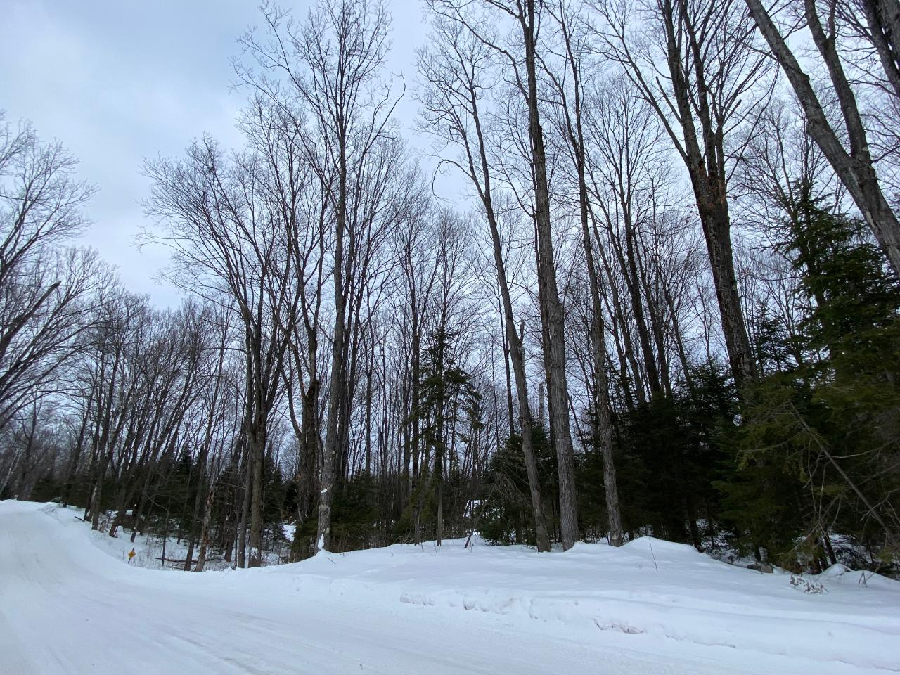 Three Steven Javenkowski Road, Unit LOT 4 Three Lakes, WI 54562 - Photo 8 of 9 Gallery Image 8
