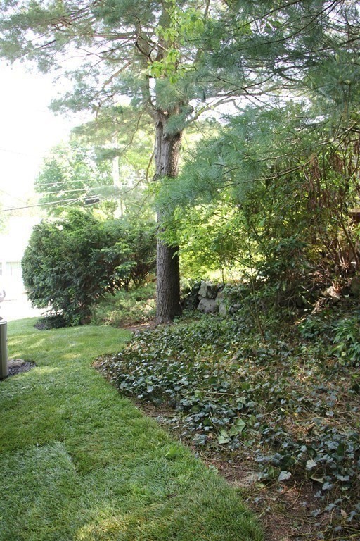 12 James Street Winchester, MA 01890 - Photo 22 of 23 a plant of a tree in a yard