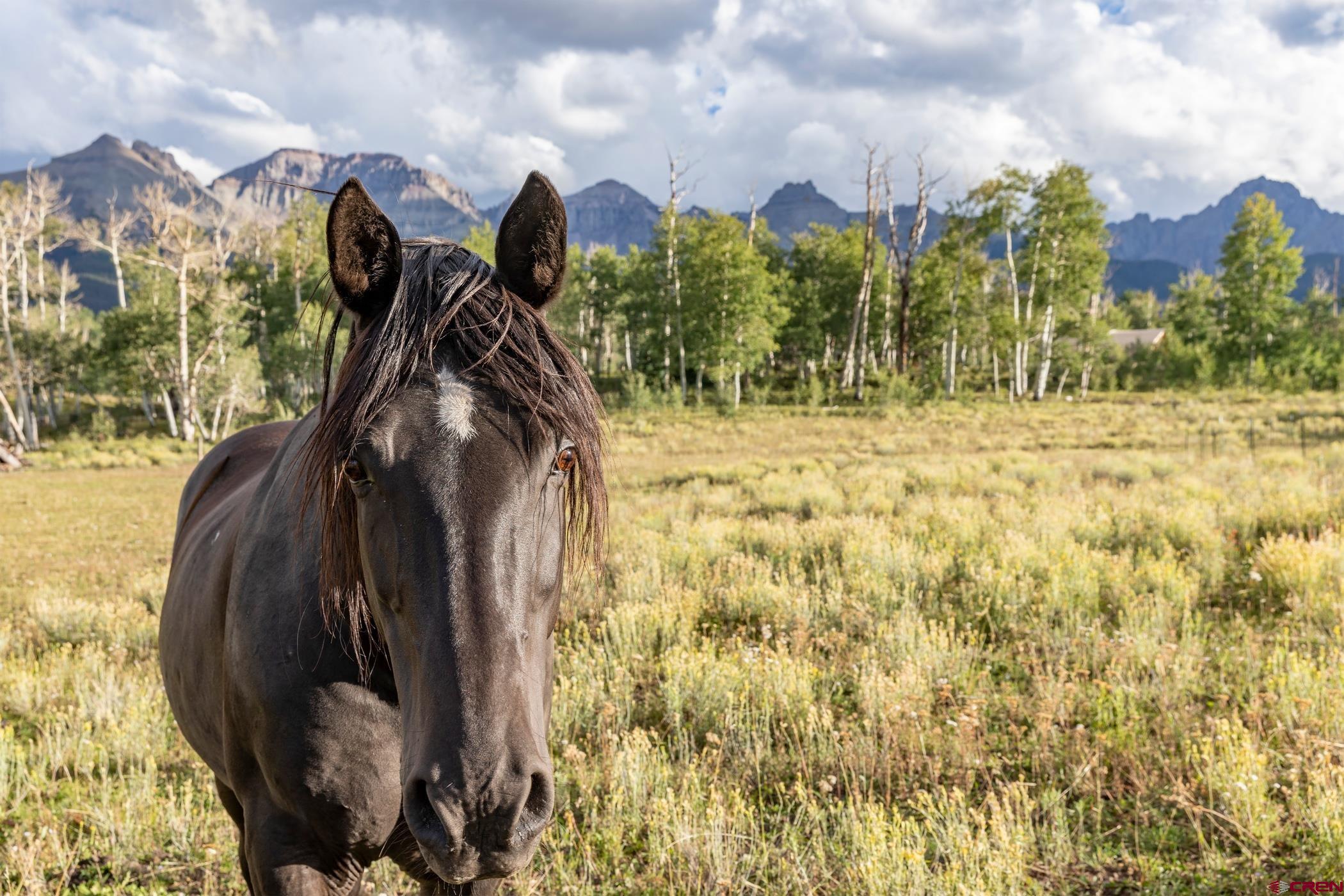 9706 County Road 5 Ridgway, CO 81432 - Photo 26 of 33