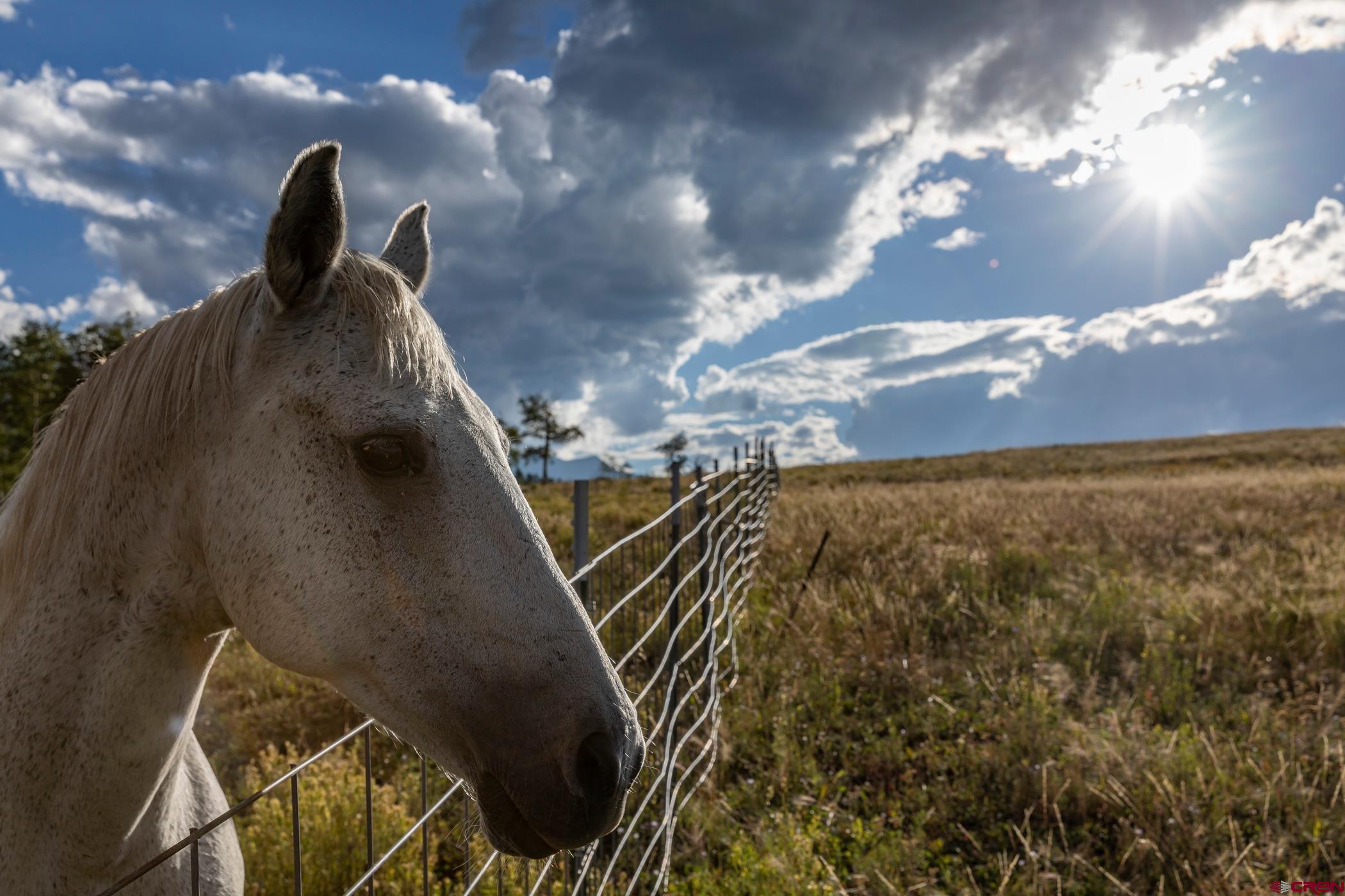 9706 County Road 5 Ridgway, CO 81432 - Photo 27 of 33