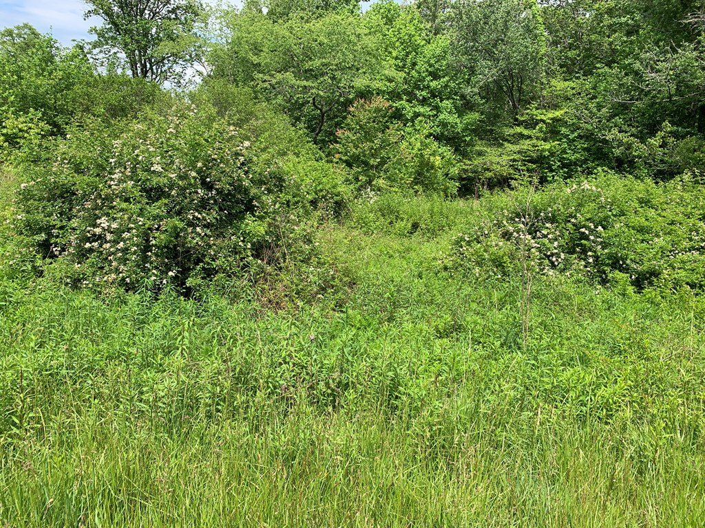 17.76-ac Greasy Creek Road Murphy, NC 28906 - Photo 16 of 17