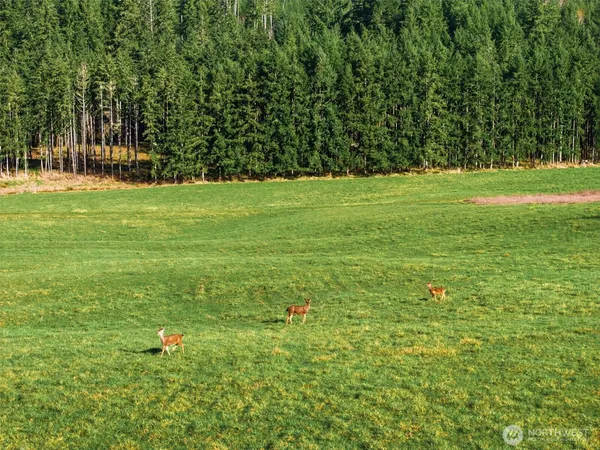 a view of a field with trees in the background
