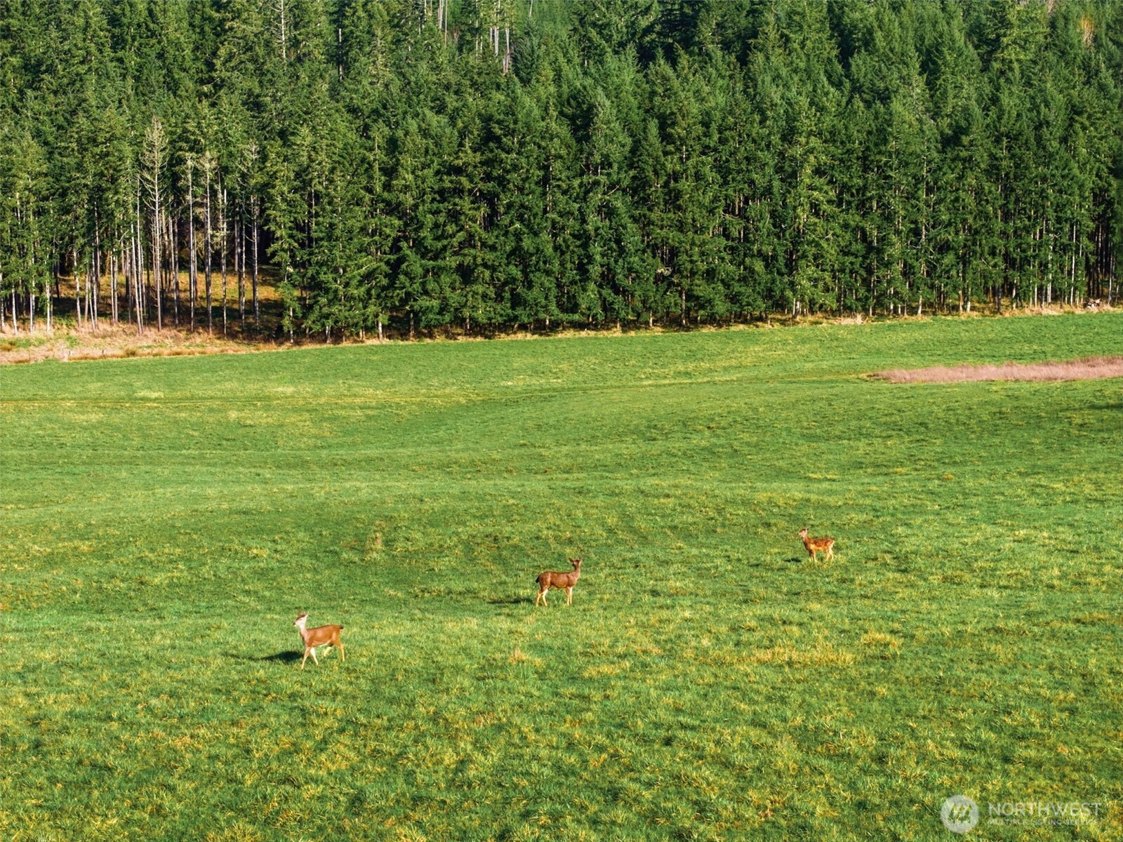 211 Echo Road Rochester, WA 98579 - Photo 8 of 39 a view of a field with trees in the background