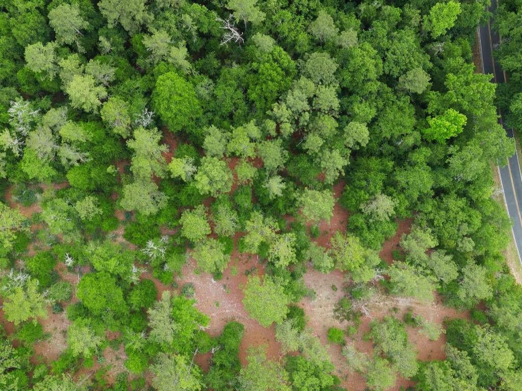 Lot 4 Holiness Church Road Wagener, SC 29164 - Photo 12 of 17