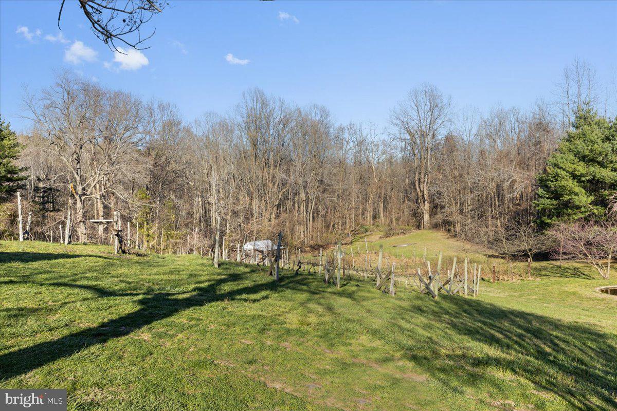 2485 Emmanuel Church Road Huntingtown, MD 20639 - Photo 56 of 67 Grape Vines