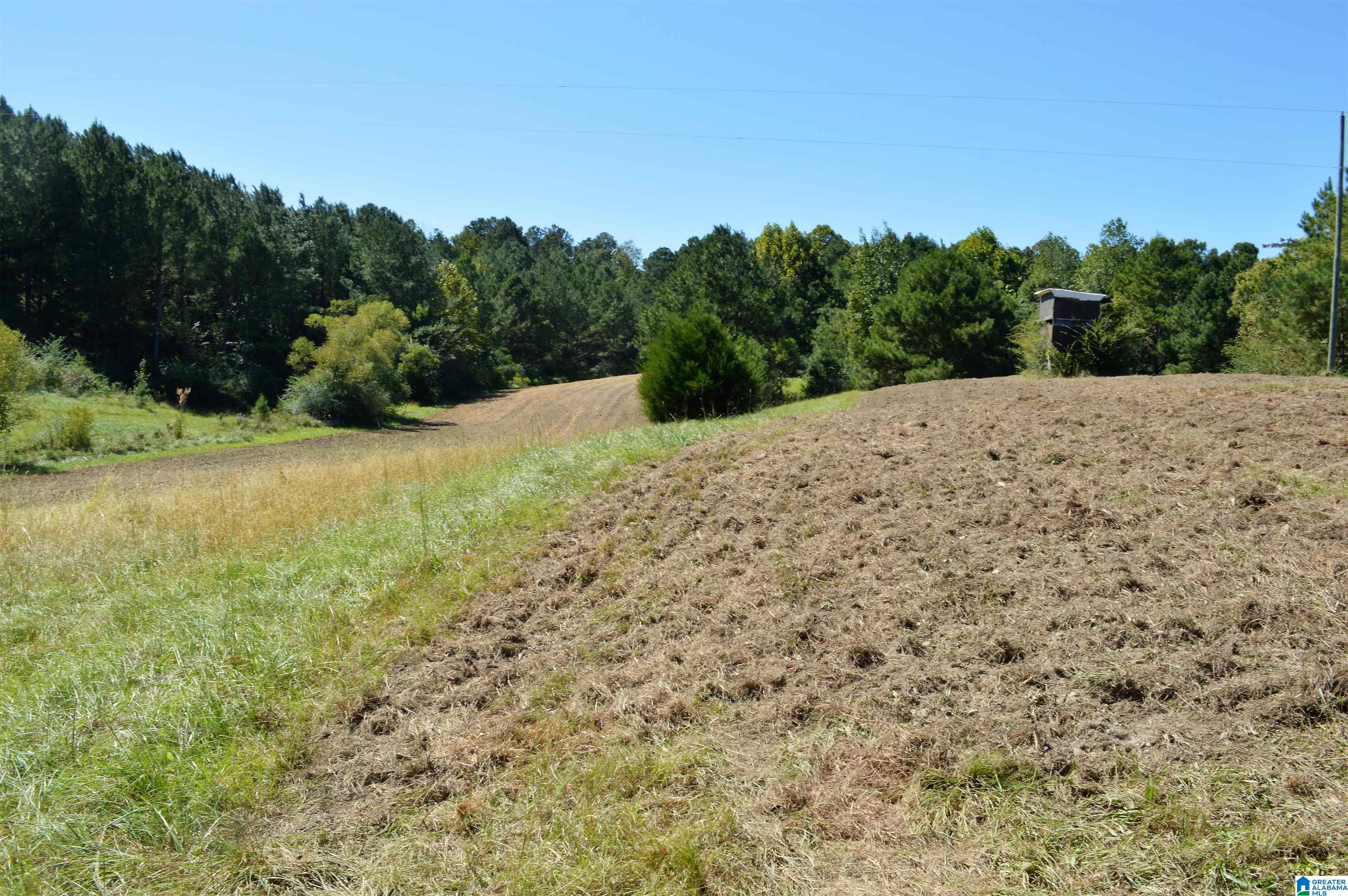 797 Hickory Hill Road West Blocton, AL 35184 - Photo 7 of 18