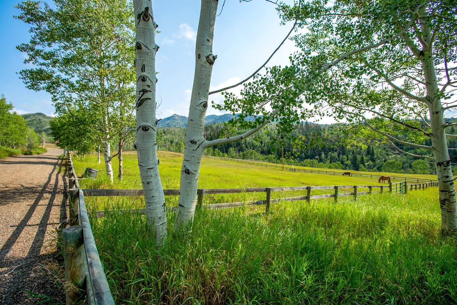 31775 Bradley Ranch Steamboat Springs, CO 80487 - Photo 11 of 49 a view of swimming pool with a garden and trees