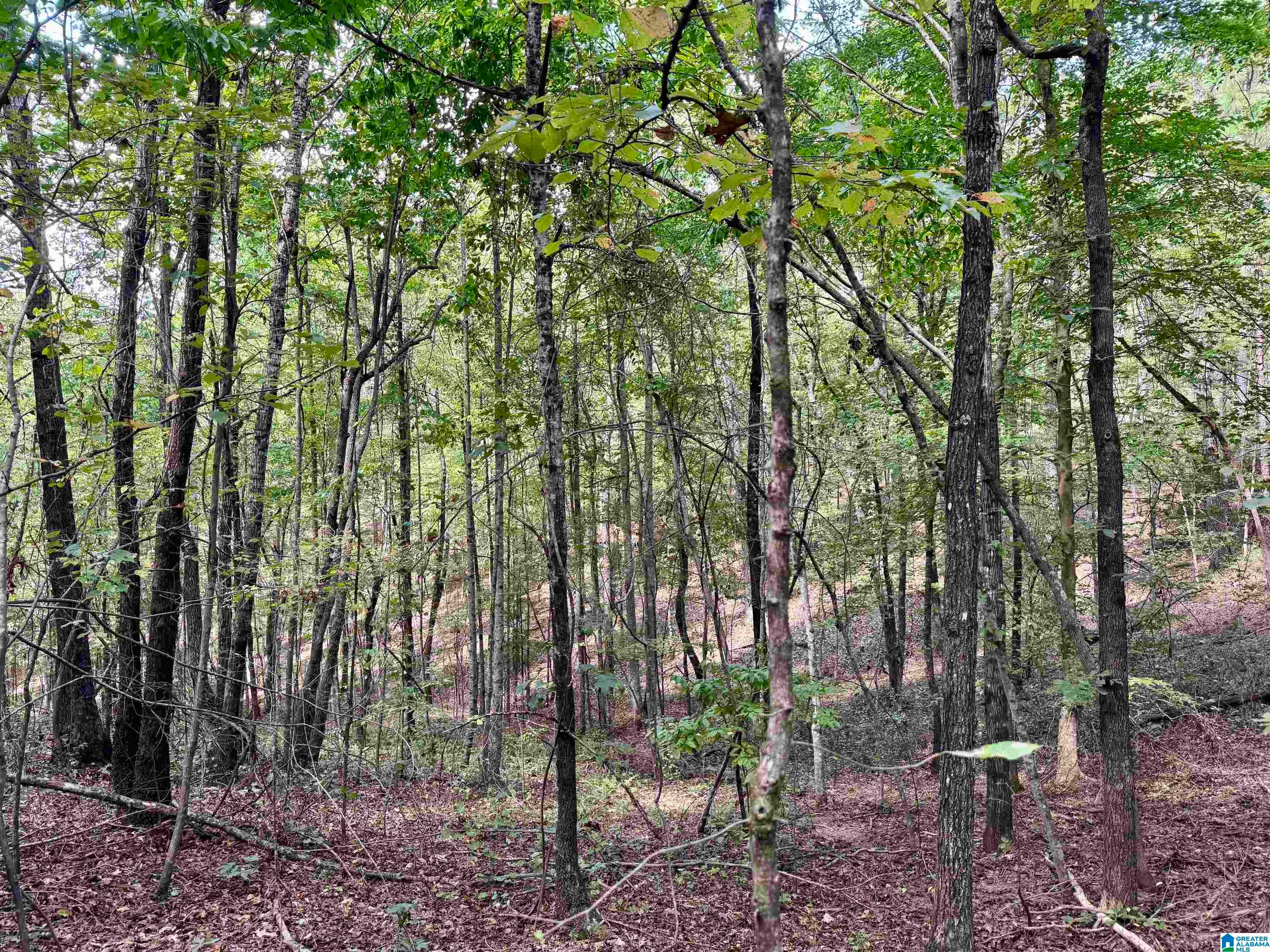 Lane Branch Road, Unit 11 74 Wedowee, AL 36278 - Photo 7 of 11 Gallery Image 7