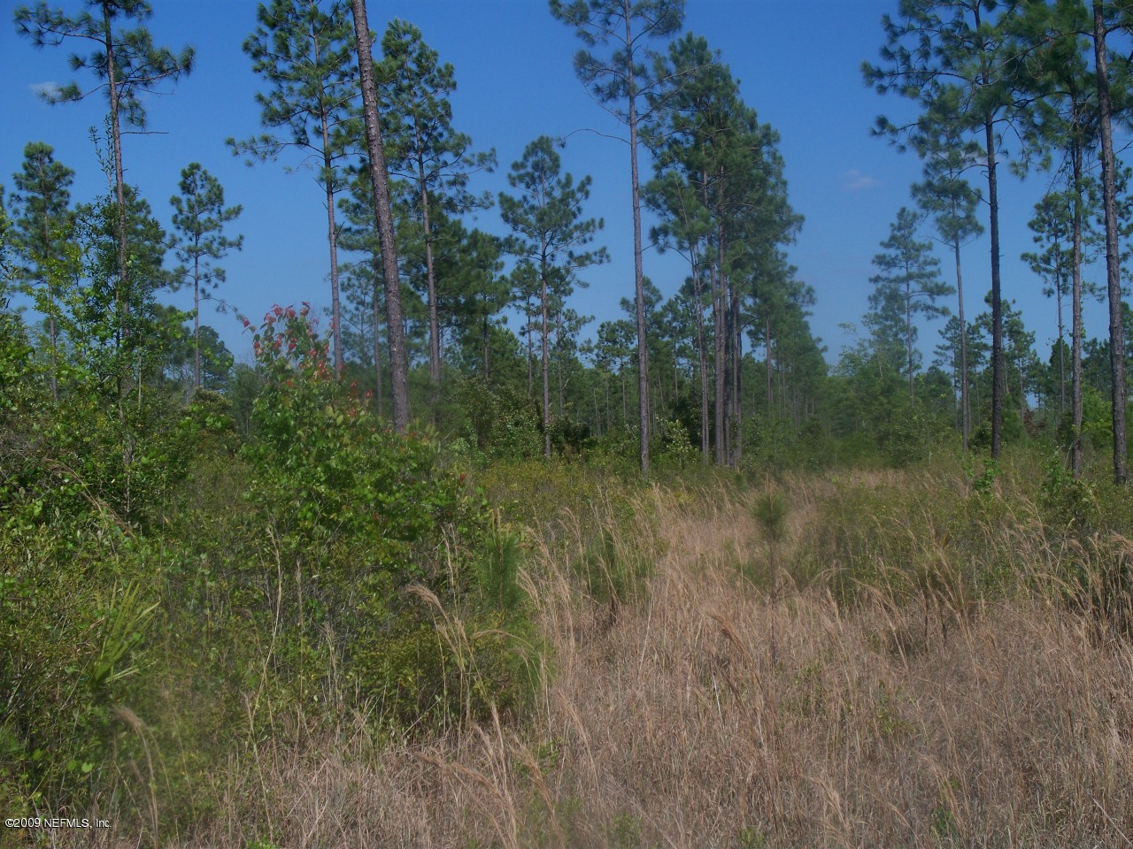 Tbd Silver Maple Road Glen St. Mary, FL 32040 - Photo 1 of 3 View of property