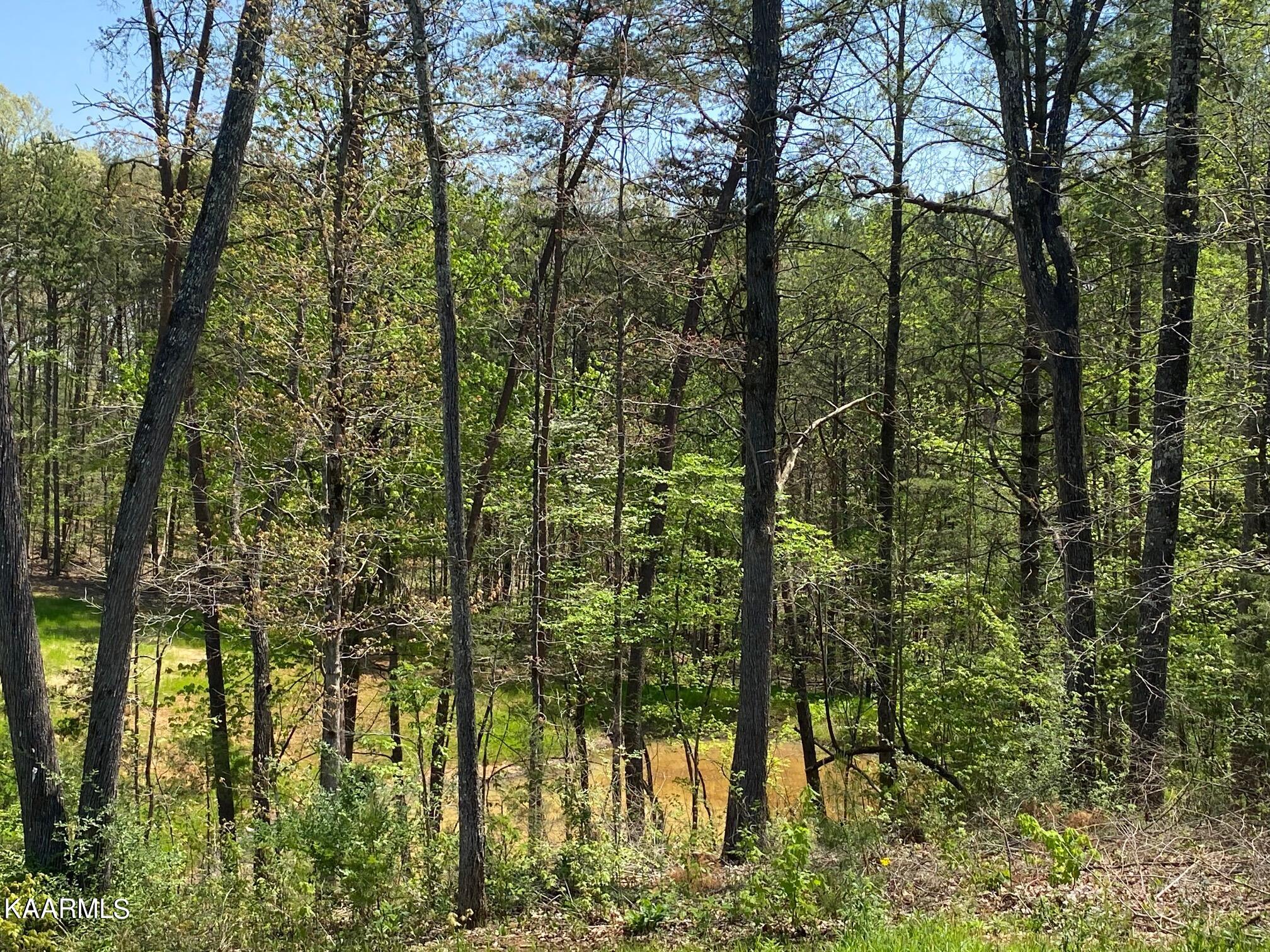 579 New Providence Road Tellico Plains, TN 37385 - Photo 16 of 17 IMG_7164