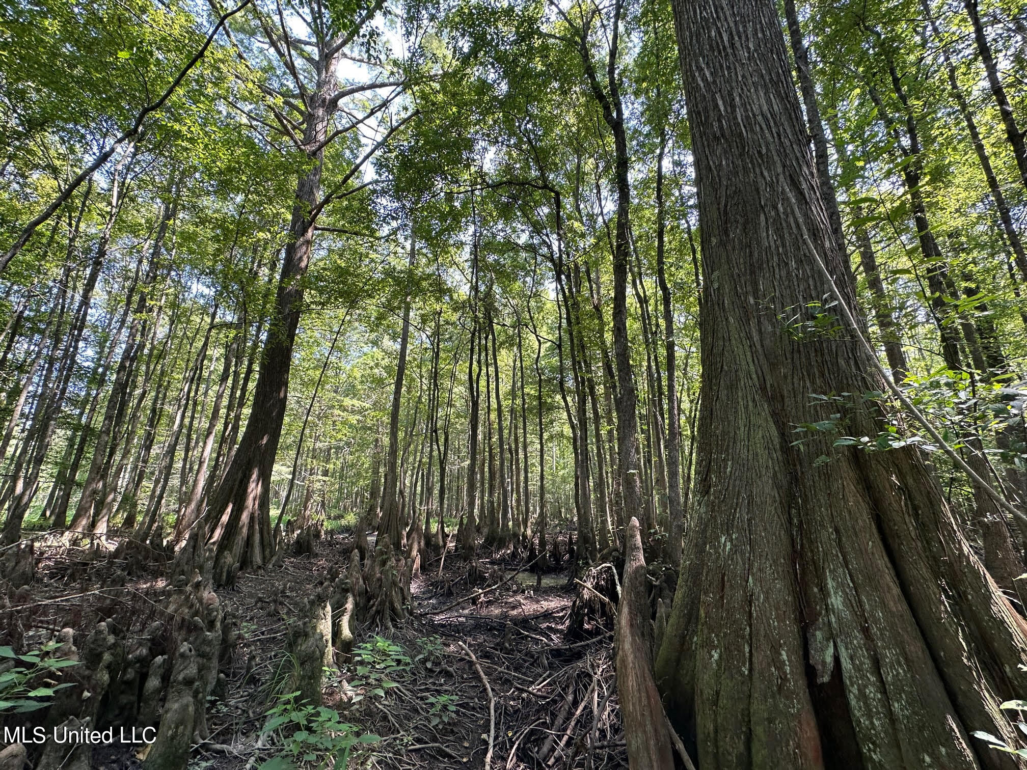 Natchez Trace Carthage, MS 39051 - Photo 1 of 26 Cypress