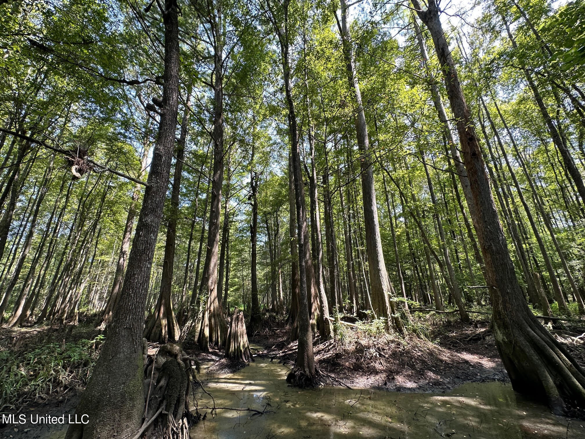 Natchez Trace Carthage, MS 39051 - Photo 11 of 26 11