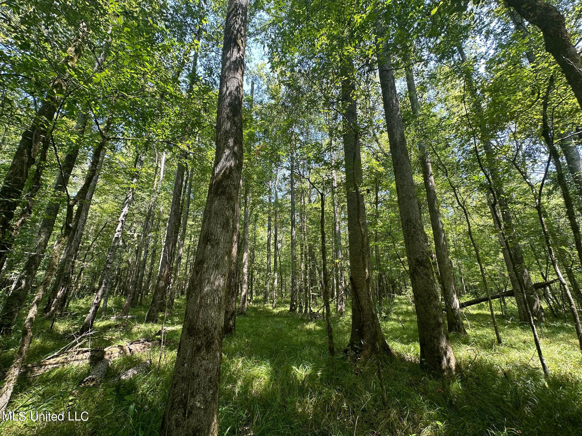 Natchez Trace Carthage, MS 39051 - Photo 13 of 26 13