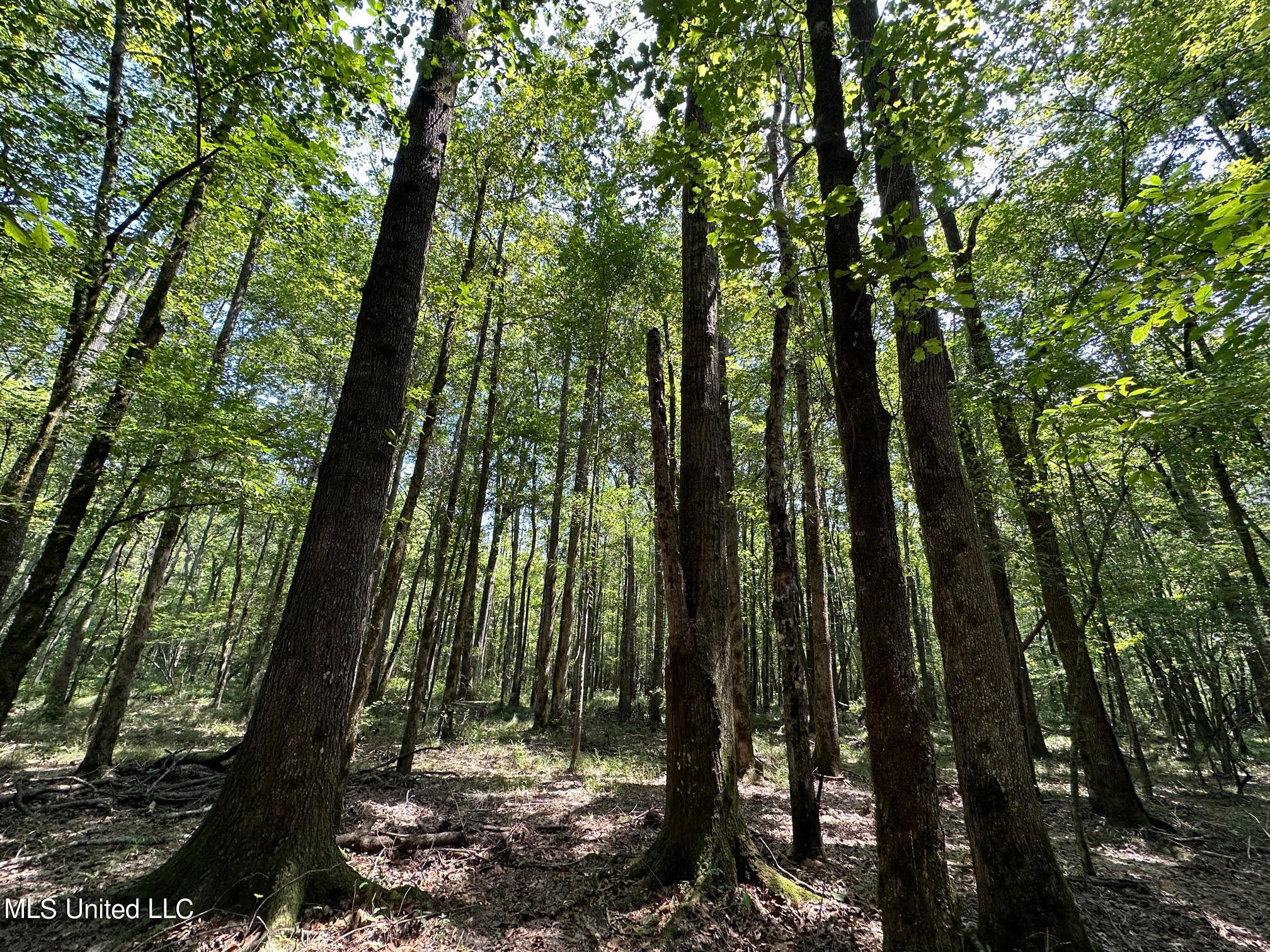 Natchez Trace Carthage, MS 39051 - Photo 15 of 26 15